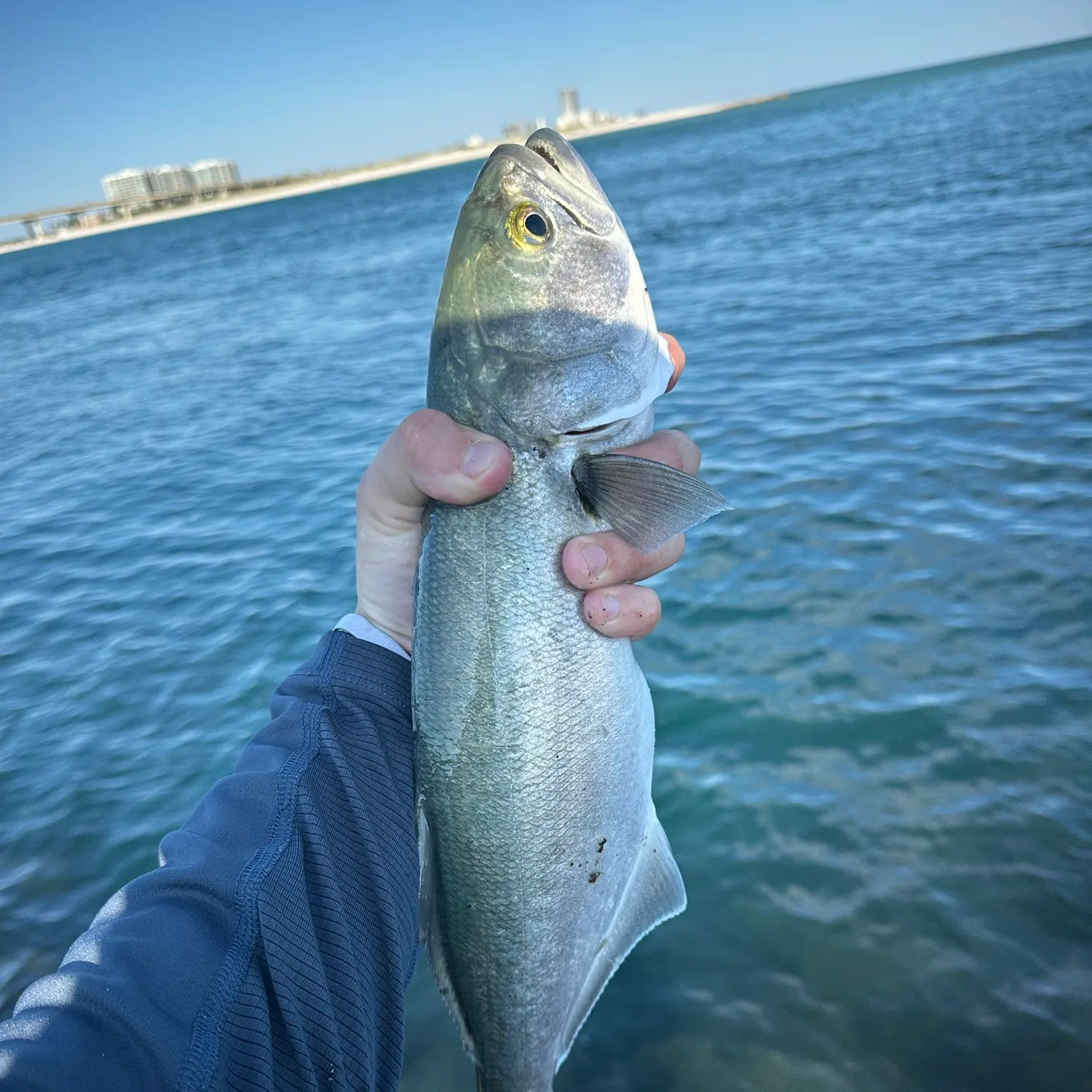 Bluefish caught on Fishbrain