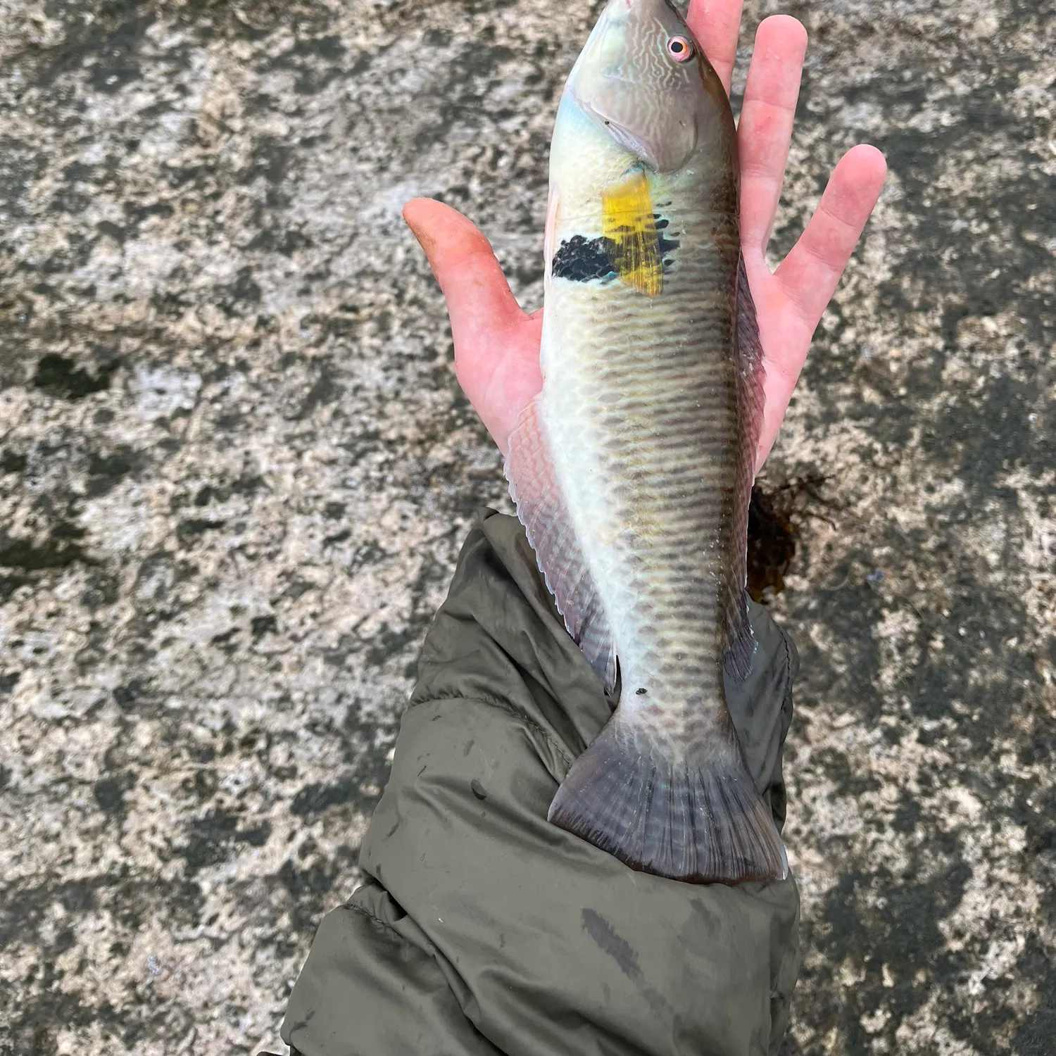 The most recent Rock wrasse catches on Fishbrain