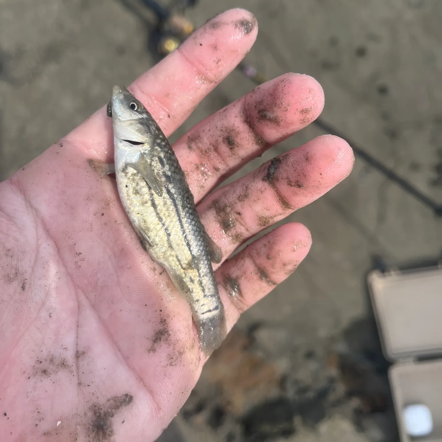 The most recent Olympic mudminnow catches on Fishbrain