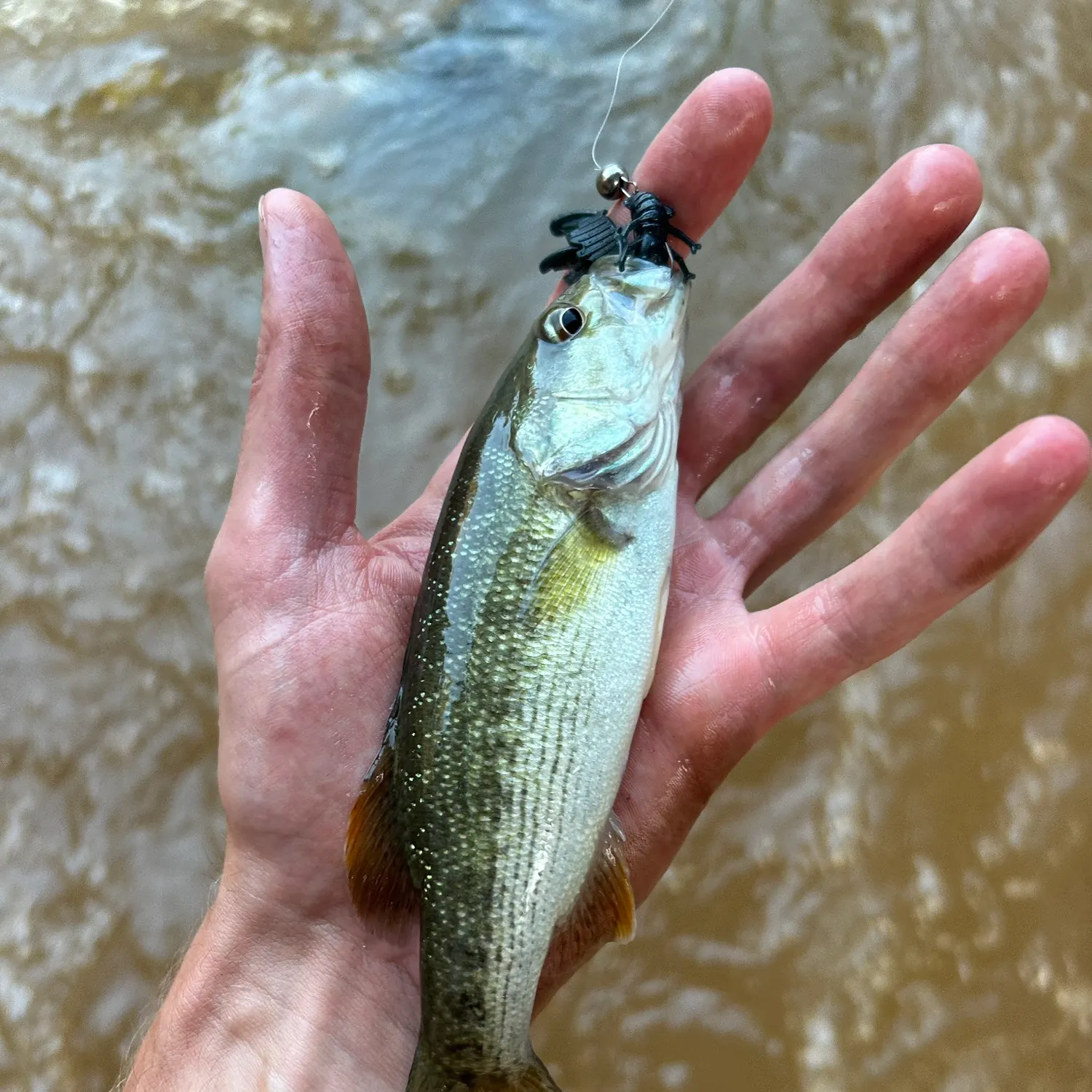 The most recent Altamaha bass catches on Fishbrain
