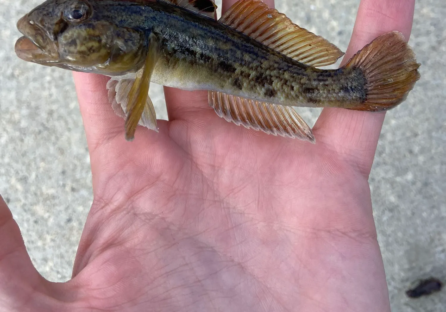 Round goby