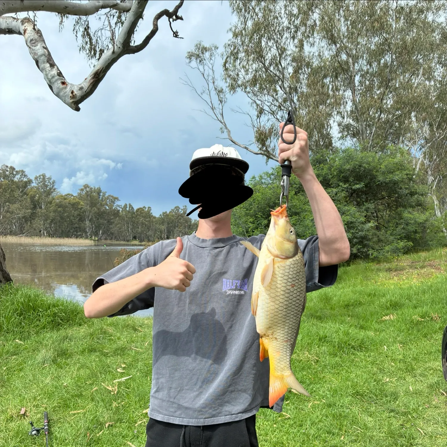 Common carp caught on Fishbrain