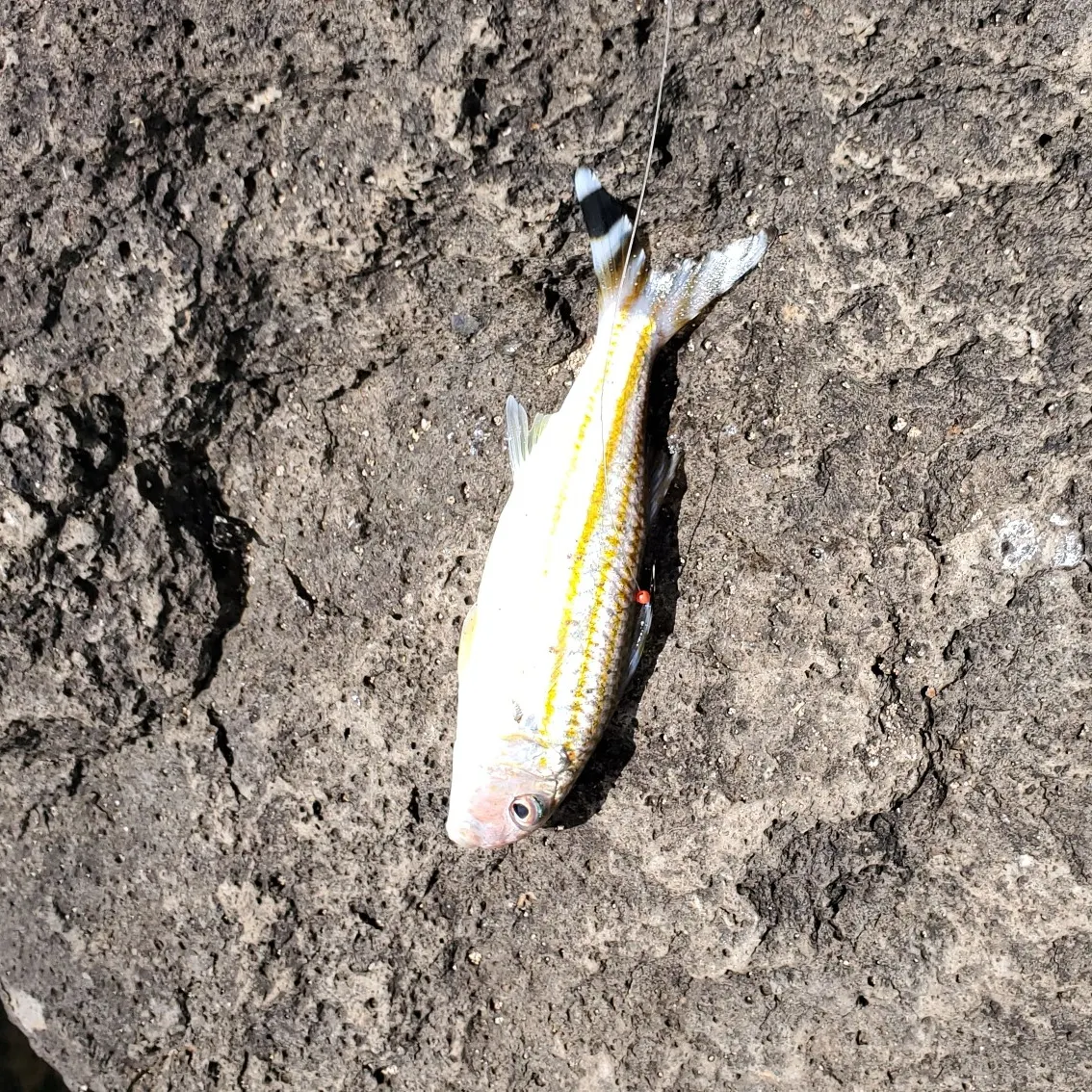 The most recent Sidespot goatfish catches on Fishbrain