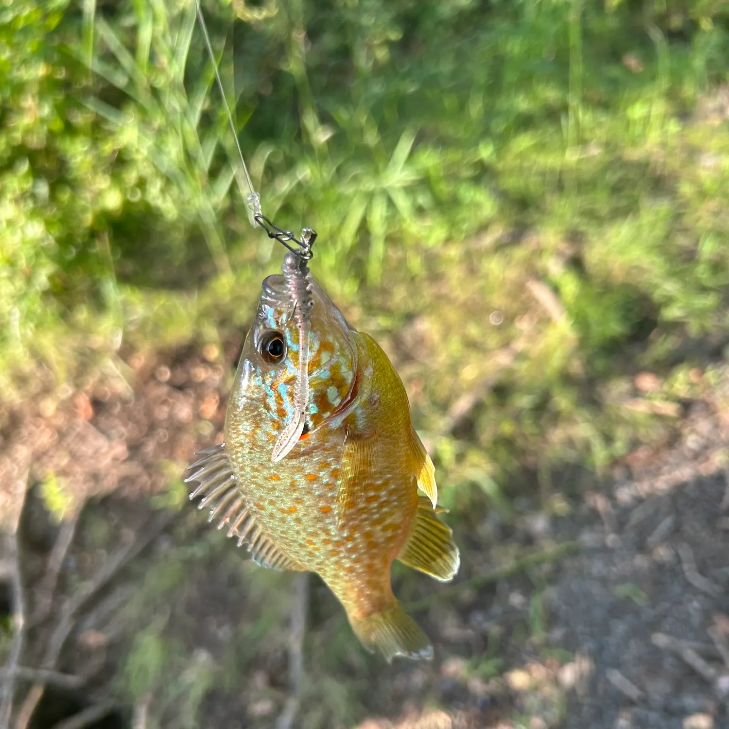 Pumpkinseed caught on Fishbrain