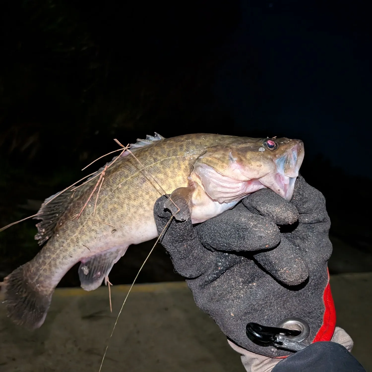 Murray cod caught on Fishbrain