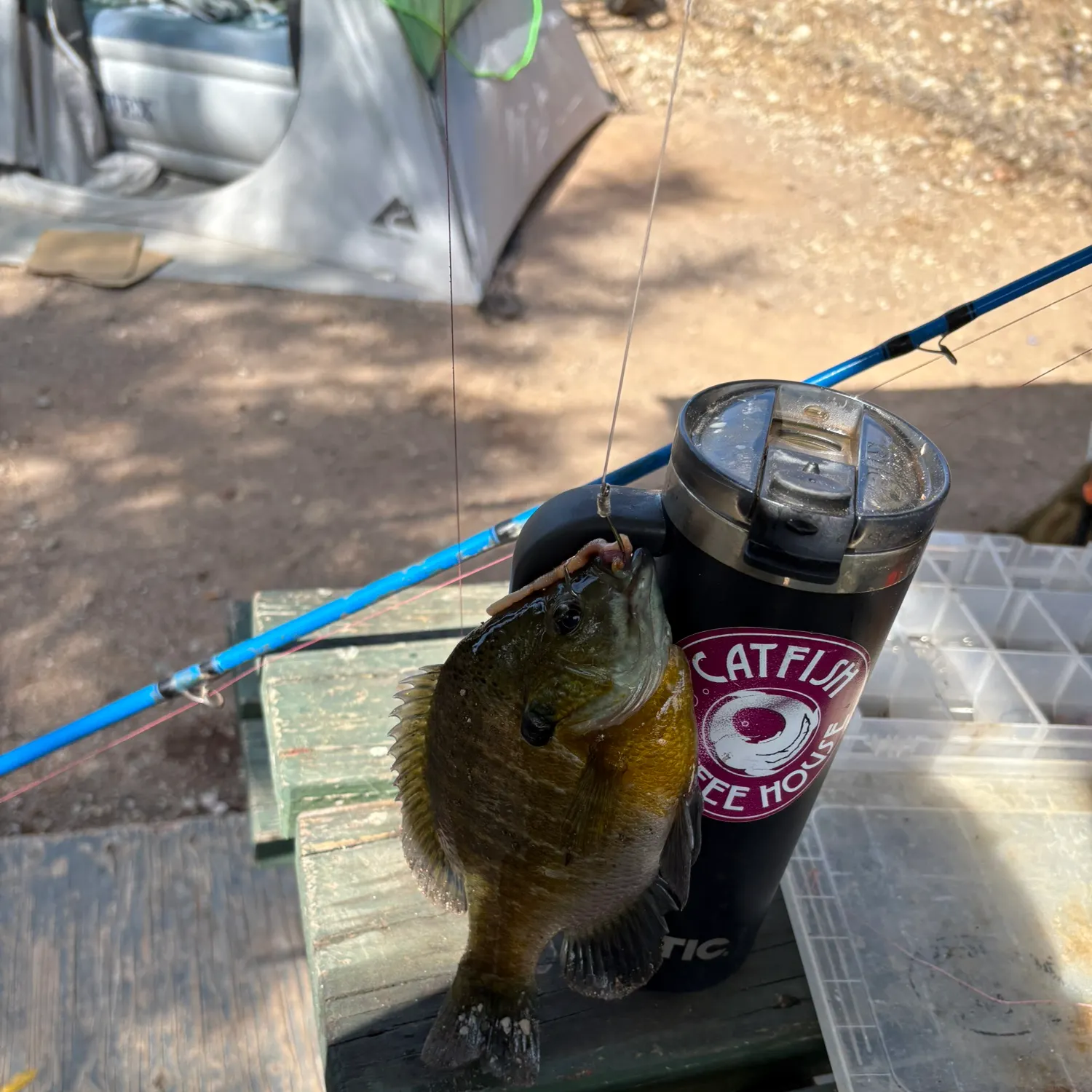 Bluegill caught on Fishbrain