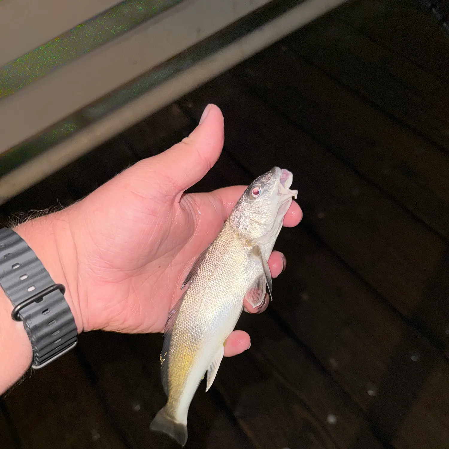 California corbina caught on Fishbrain