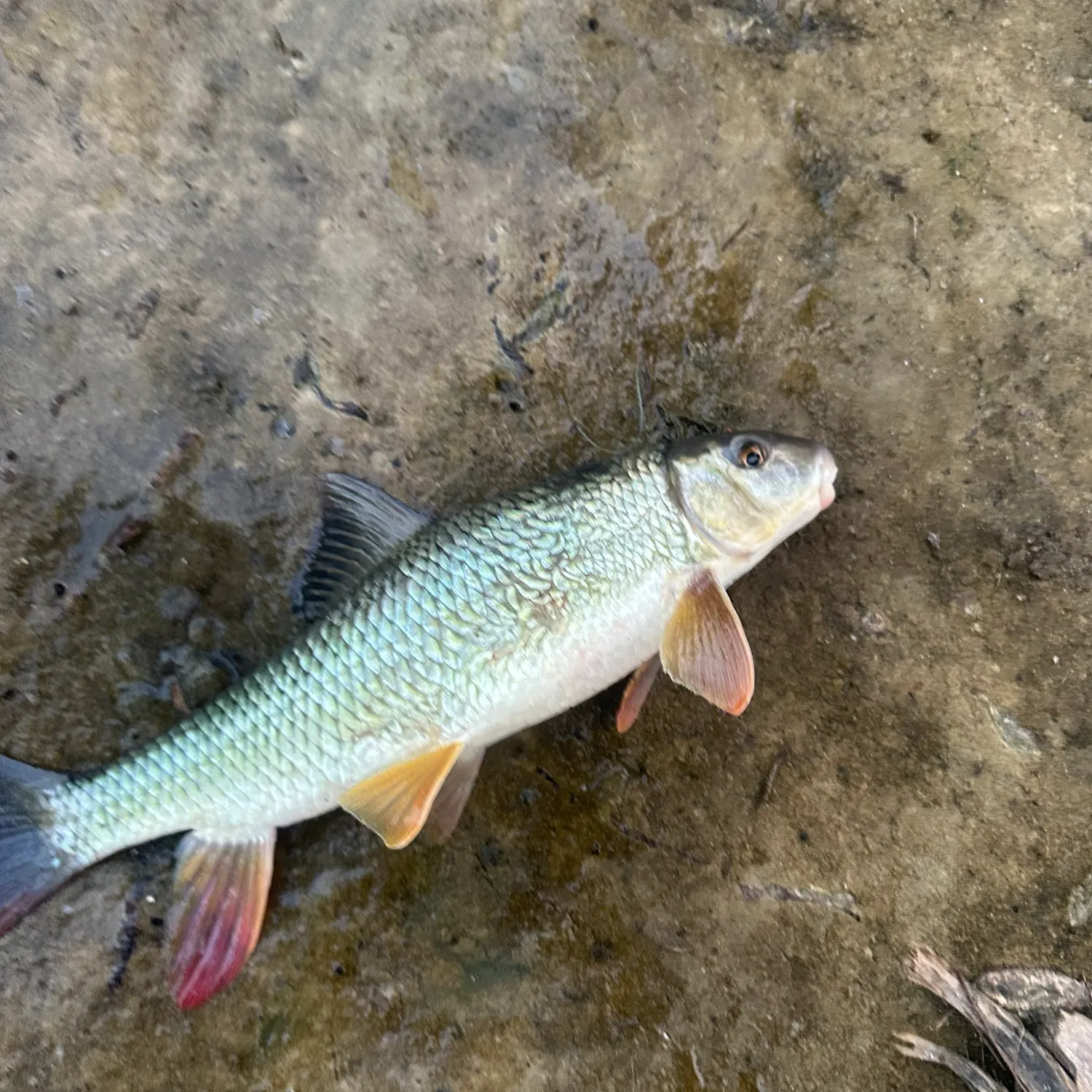 Golden redhorse caught on Fishbrain