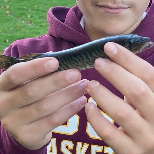 The most recent Redfin pickerel catches on Fishbrain