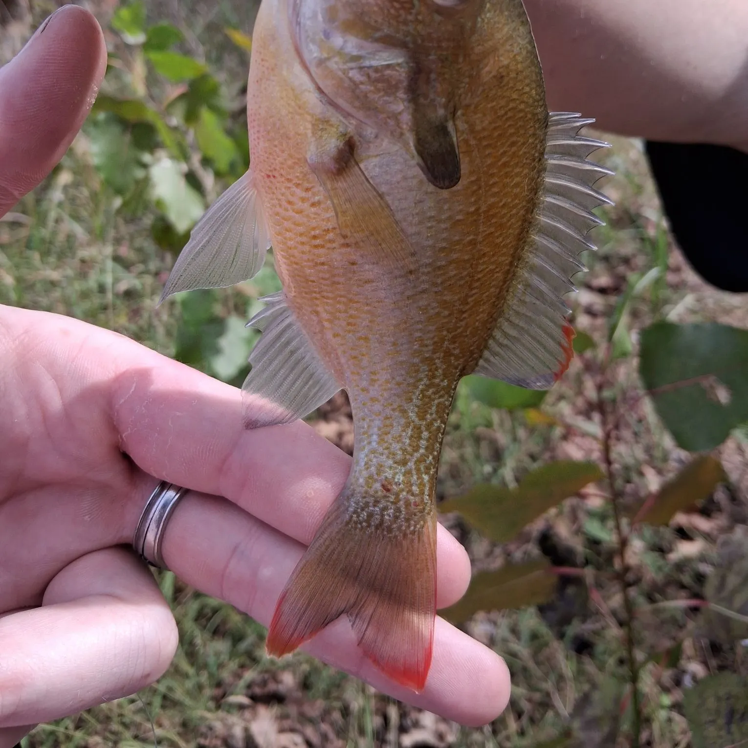 Longear sunfish caught on Fishbrain