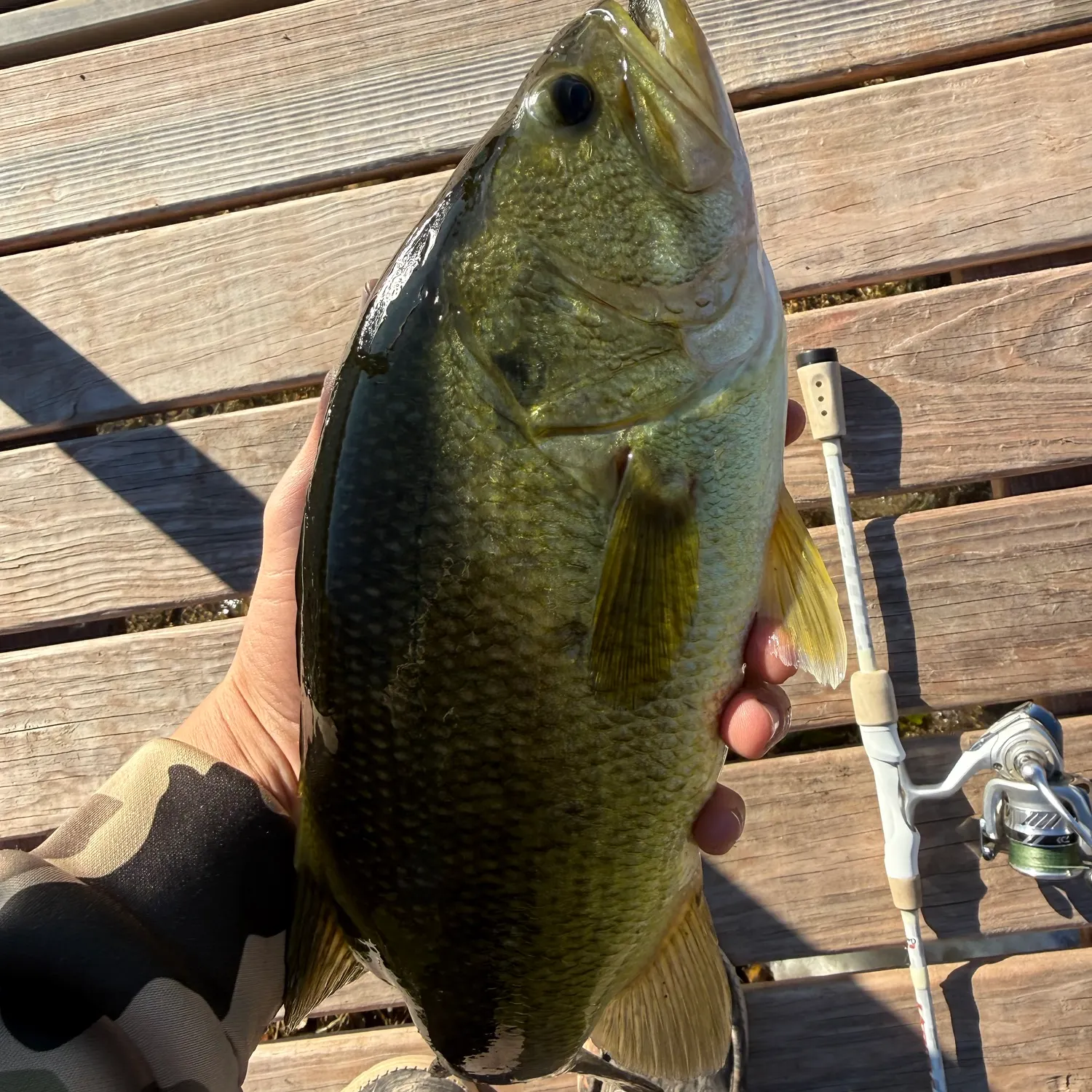 Largemouth bass caught on Fishbrain