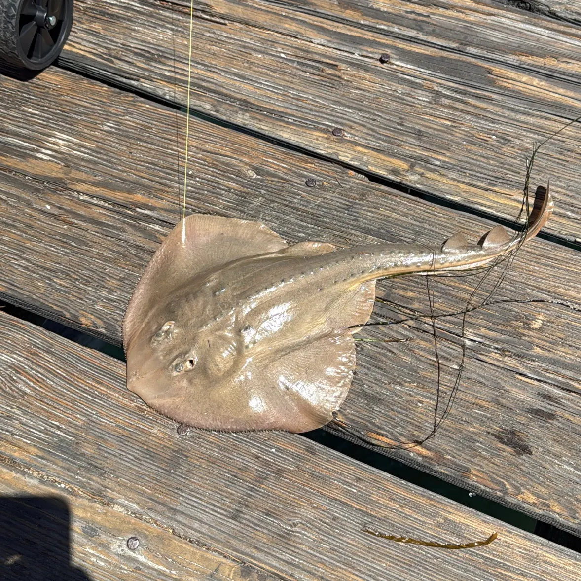 The most recent Thornback guitarfish catches on Fishbrain