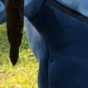 Fish caught on Fishbrain