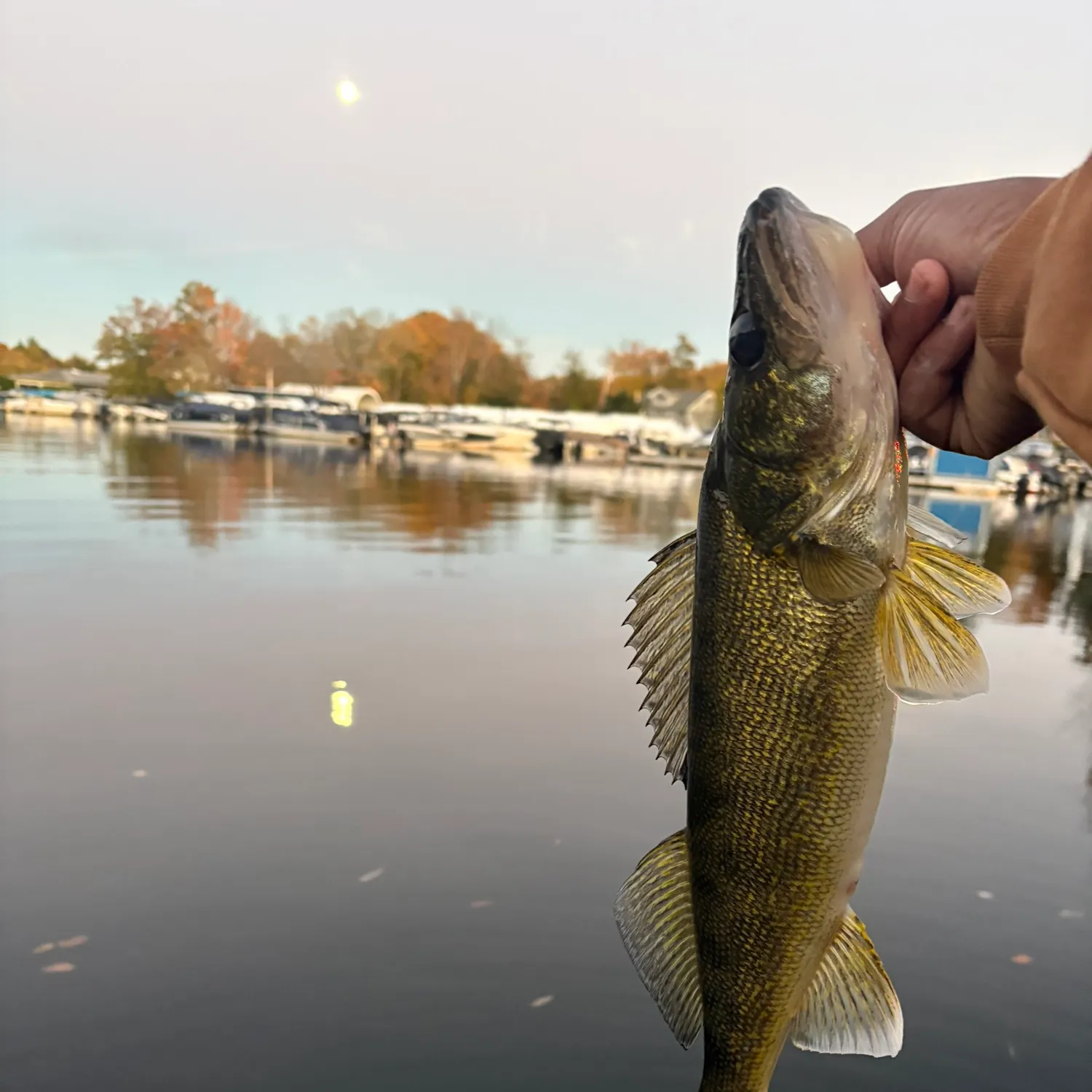 Walleye caught on Fishbrain