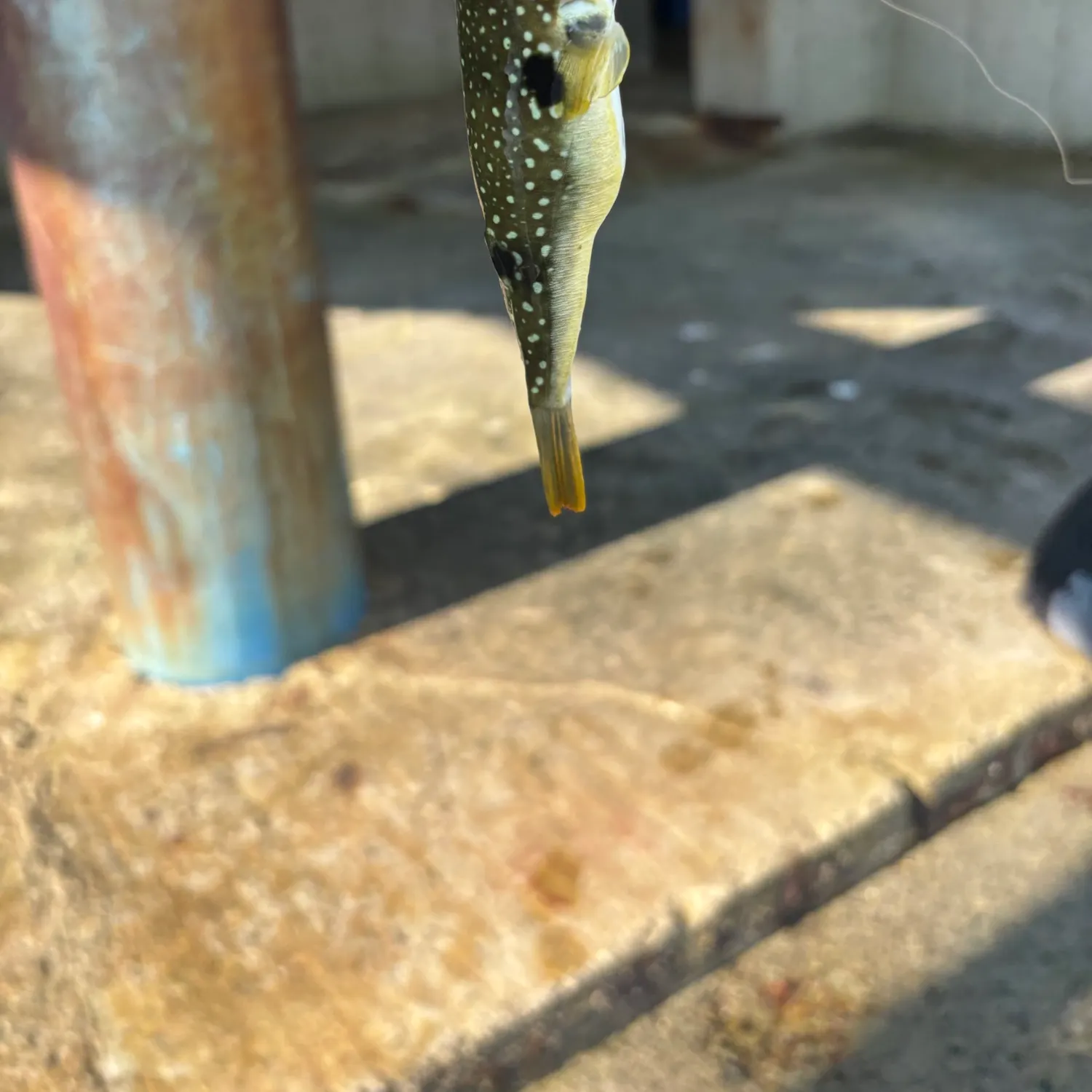 The most recent Japanese pufferfish catches on Fishbrain