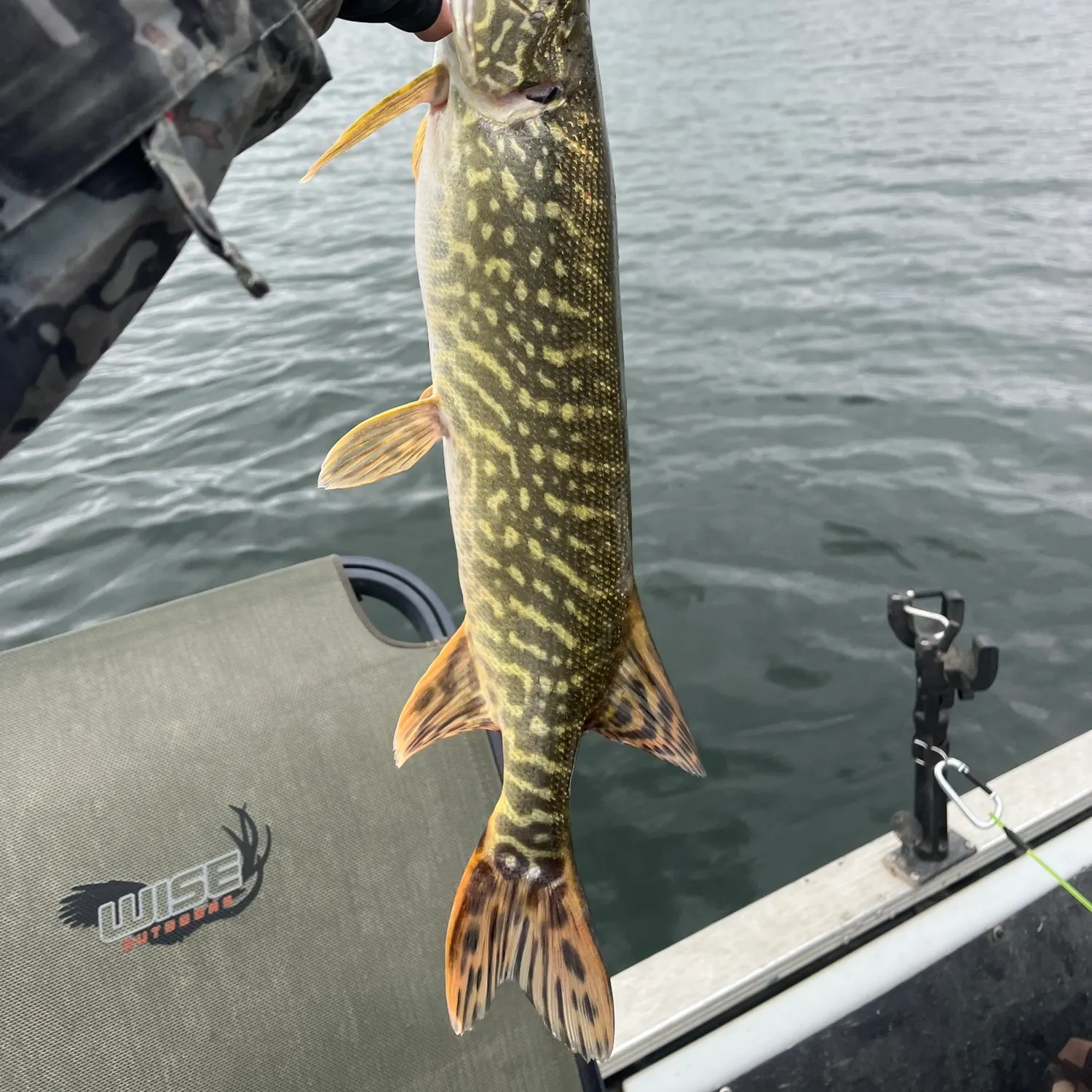 Northern pike caught on Fishbrain