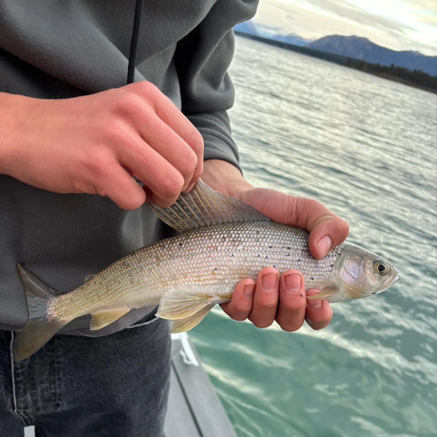 The most recent Arctic grayling catches on Fishbrain