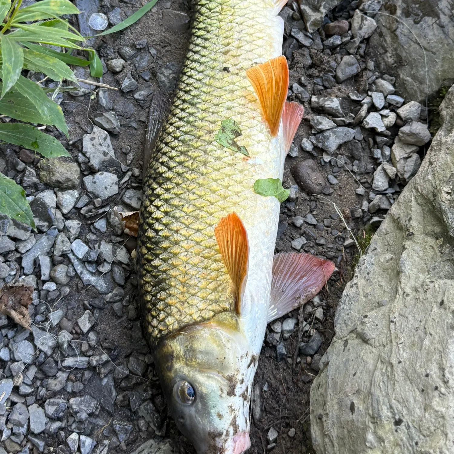 Golden redhorse caught on Fishbrain