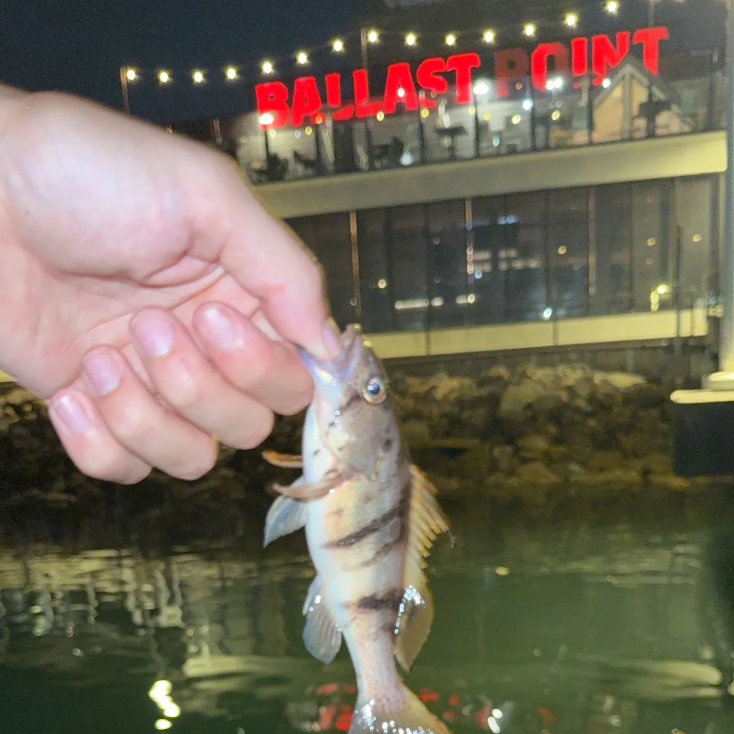 Barred sand bass caught on Fishbrain