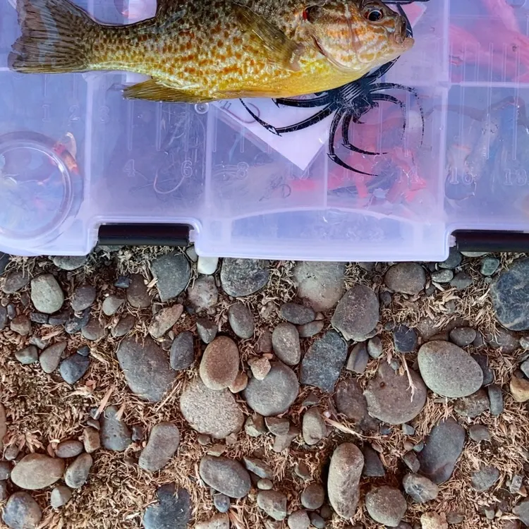 Pumpkinseed caught on Fishbrain