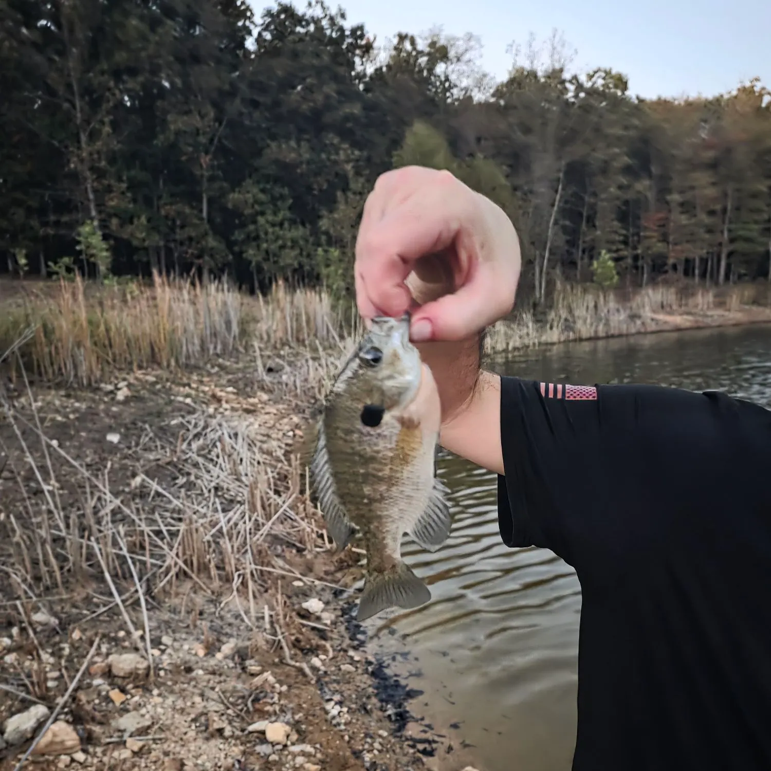 Bluegill caught on Fishbrain