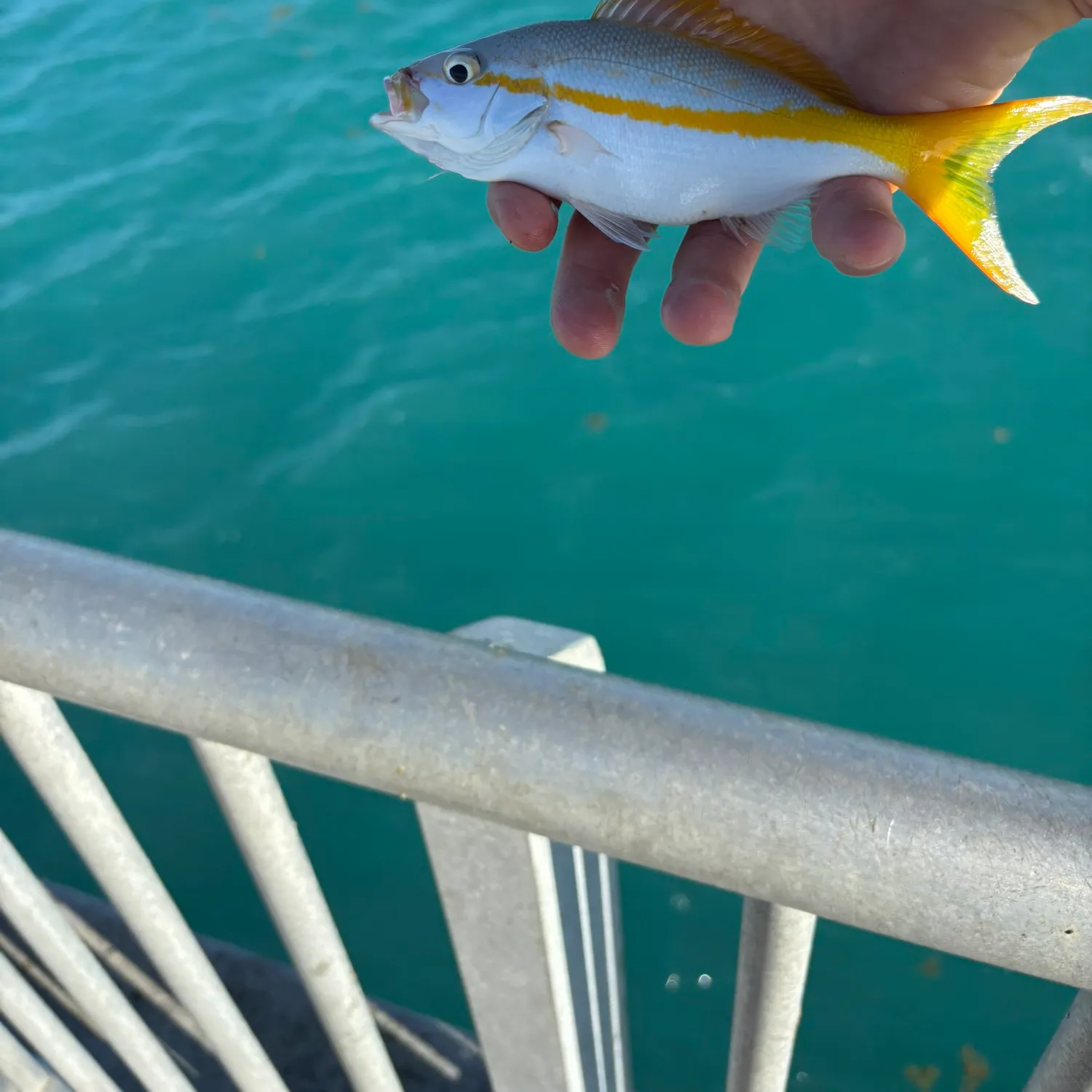 The most recent Yellowtail snapper catches on Fishbrain