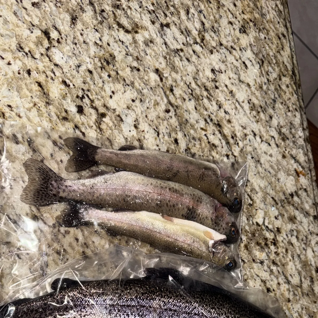 Rainbow trout caught on Fishbrain
