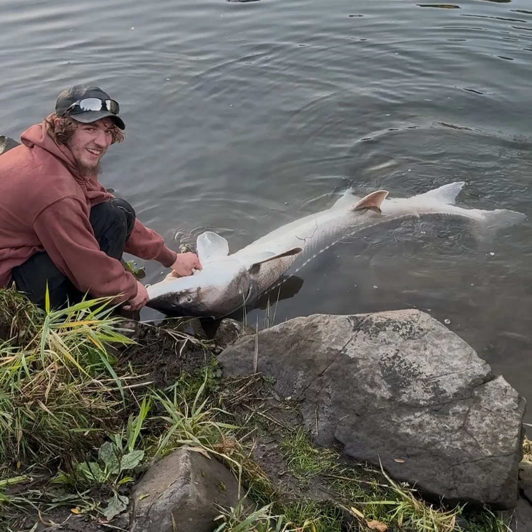 White sturgeon caught on Fishbrain