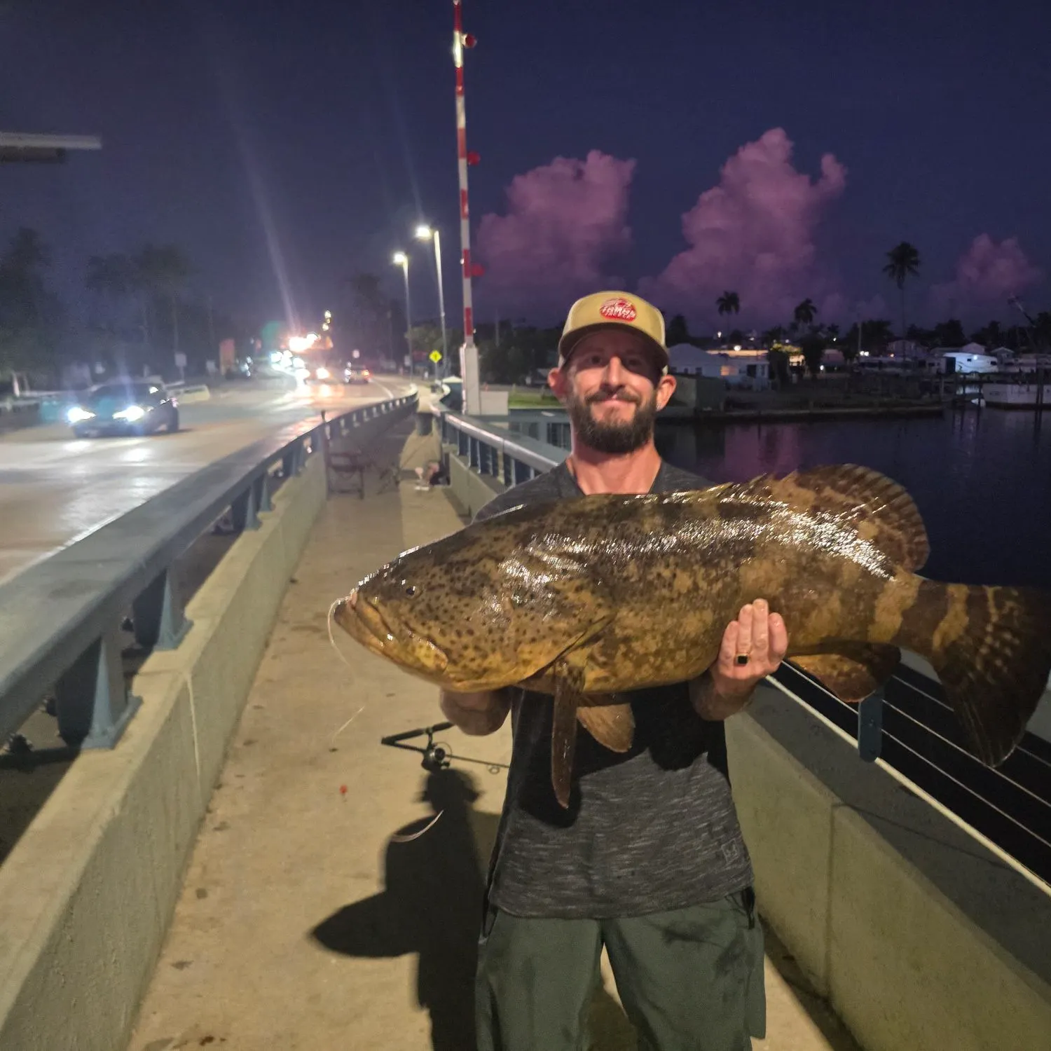 Atlantic goliath grouper caught on Fishbrain