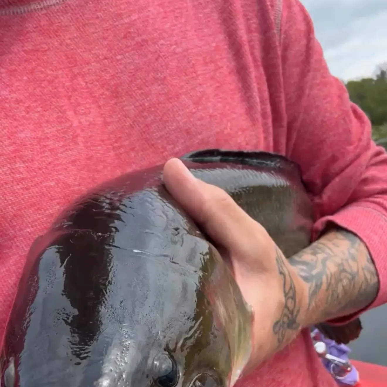 Eyetail bowfin caught on Fishbrain