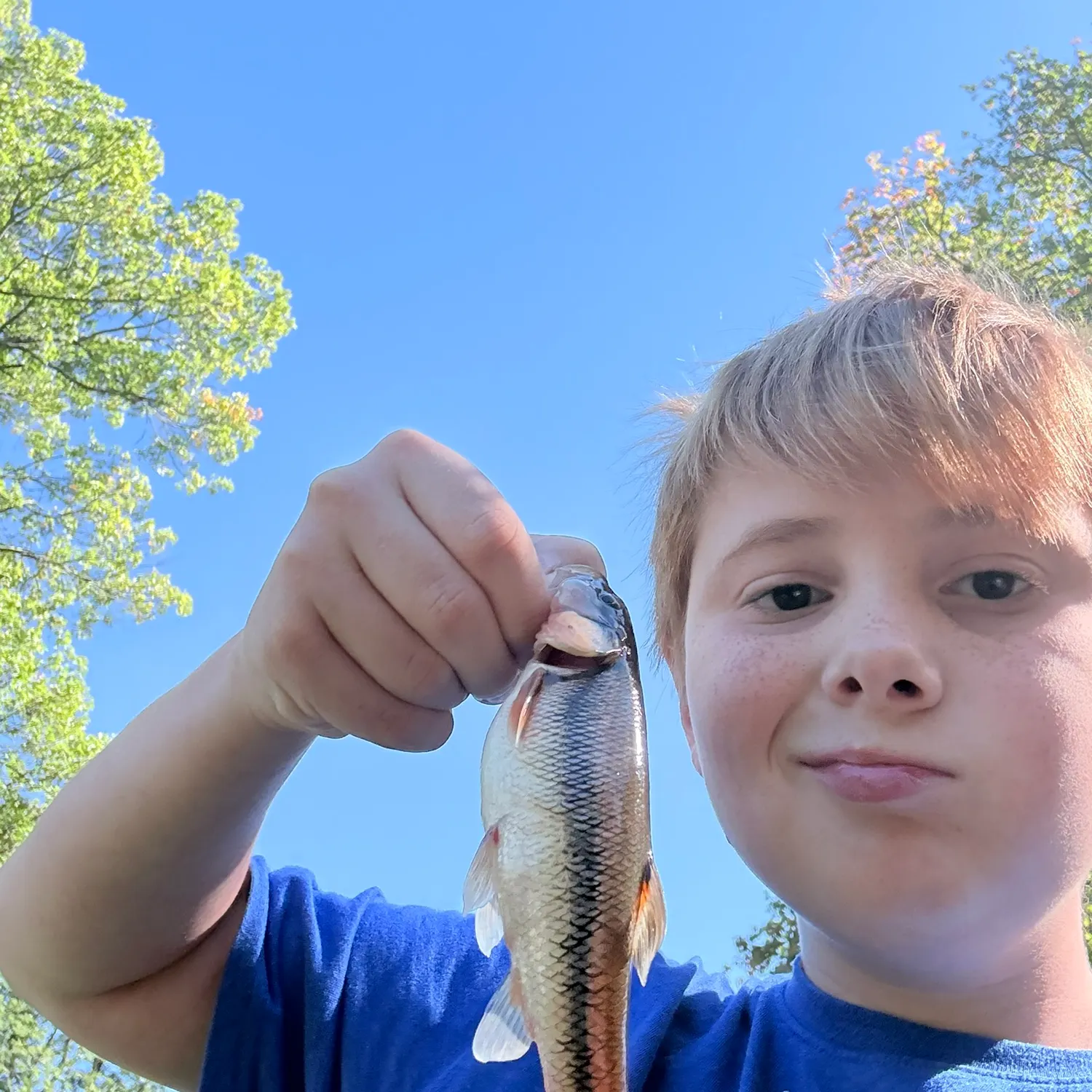 Creek chub caught on Fishbrain