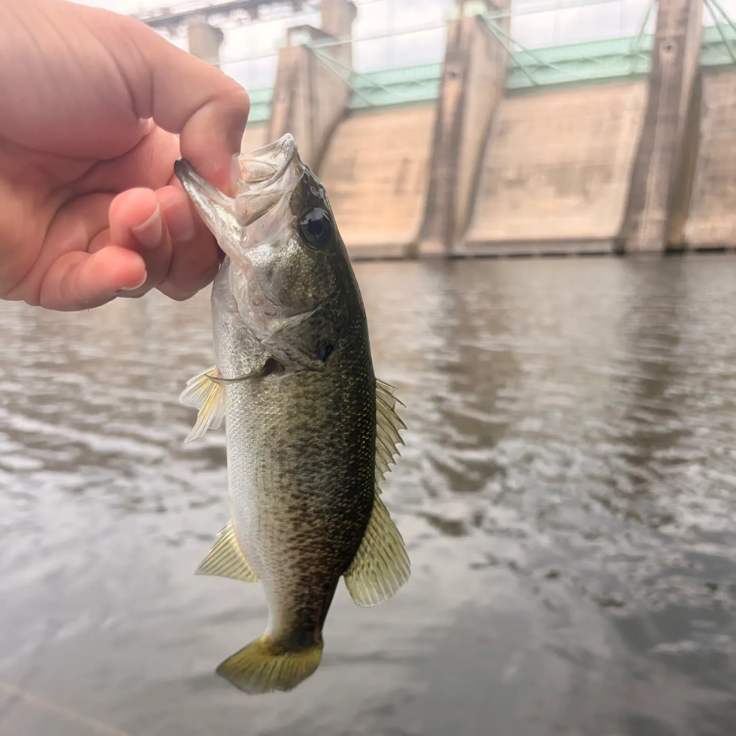 Spotted bass caught on Fishbrain