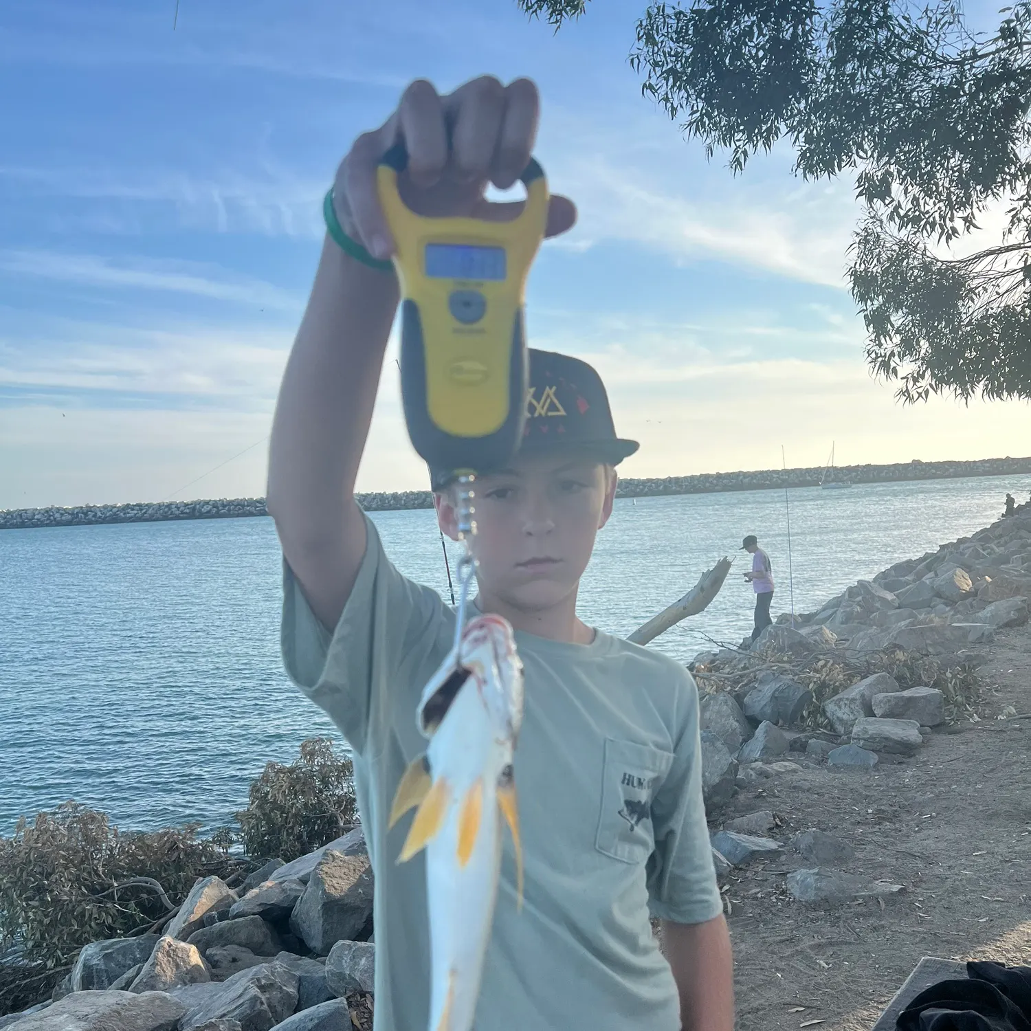California halibut caught on Fishbrain