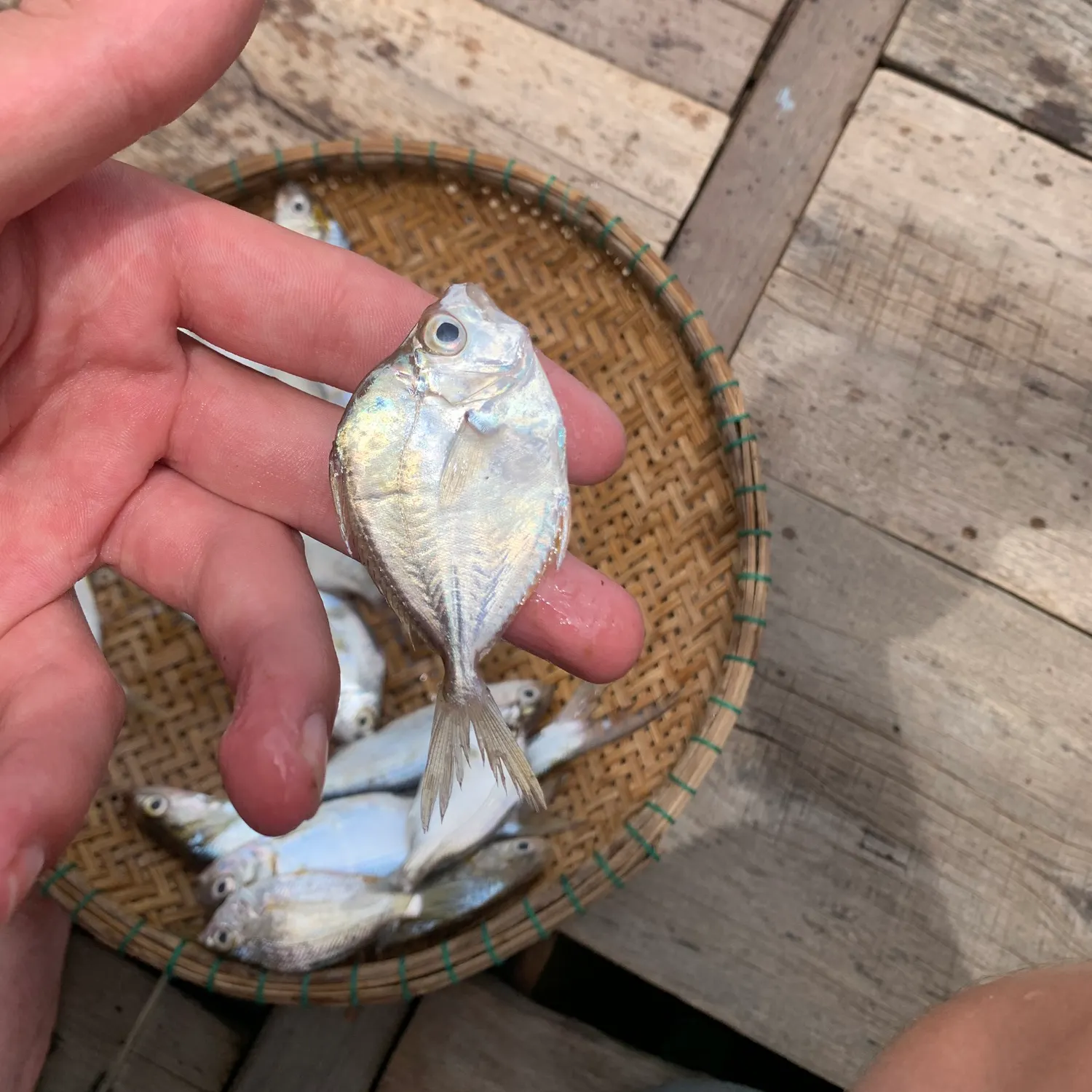 The most recent Orangefin ponyfish catches on Fishbrain