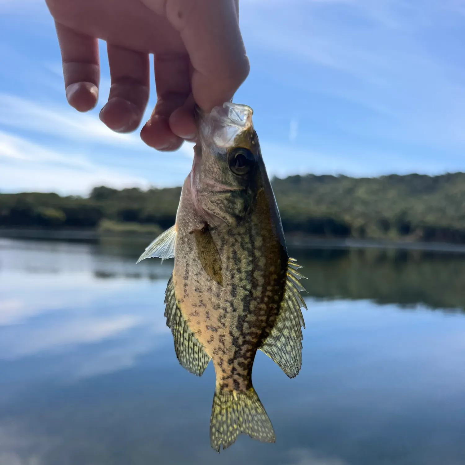 Black crappie caught on Fishbrain