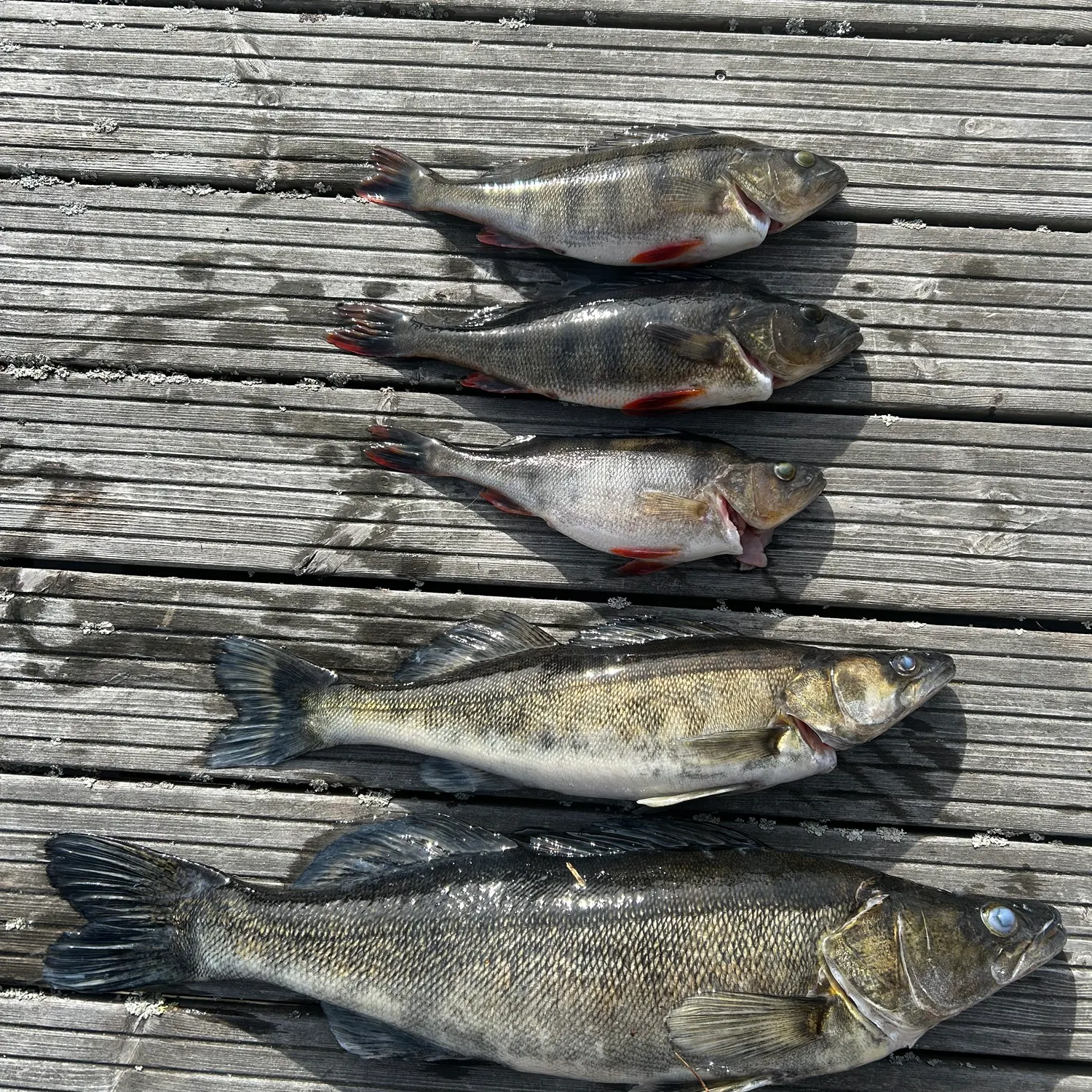 recently logged catches