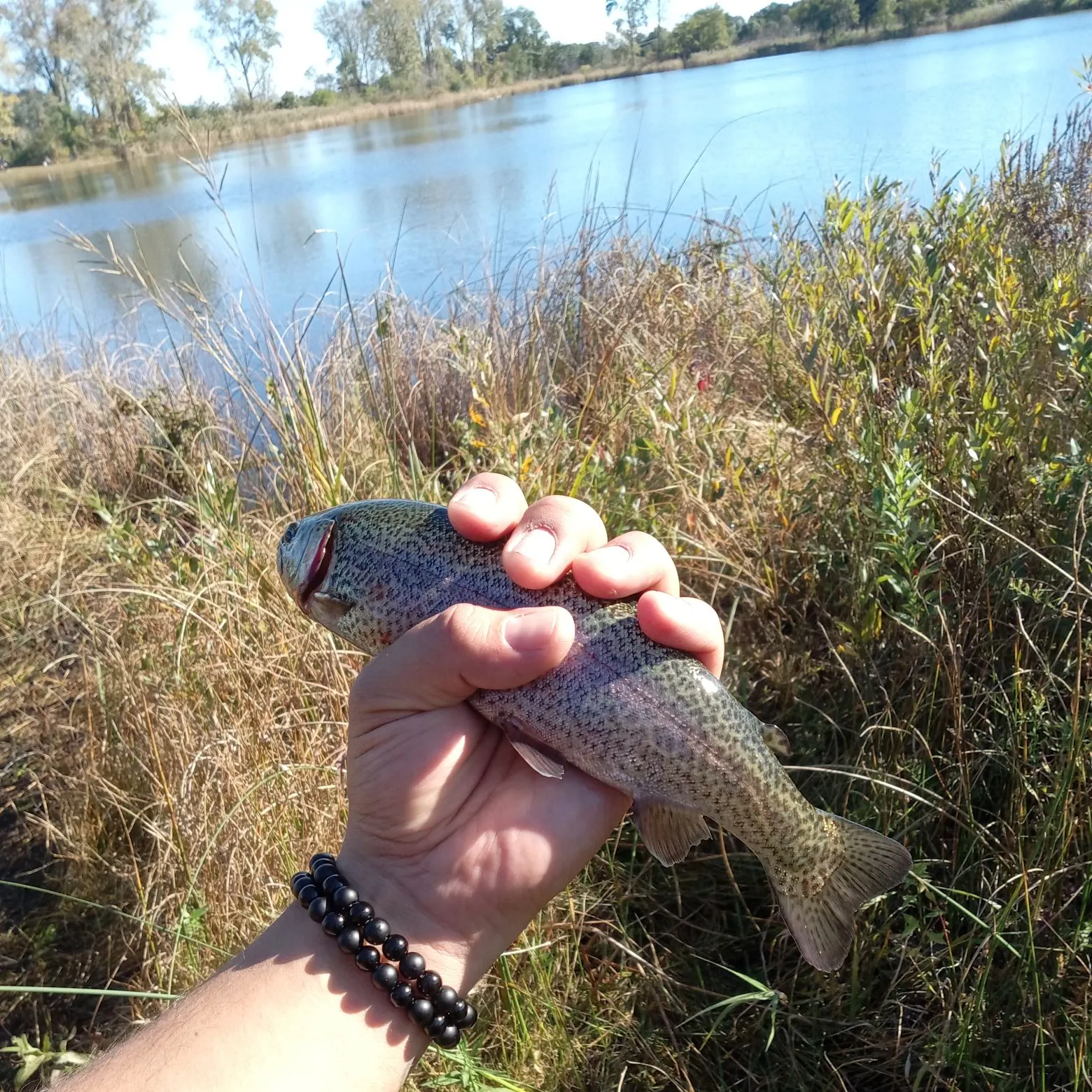 Rainbow trout caught on Fishbrain