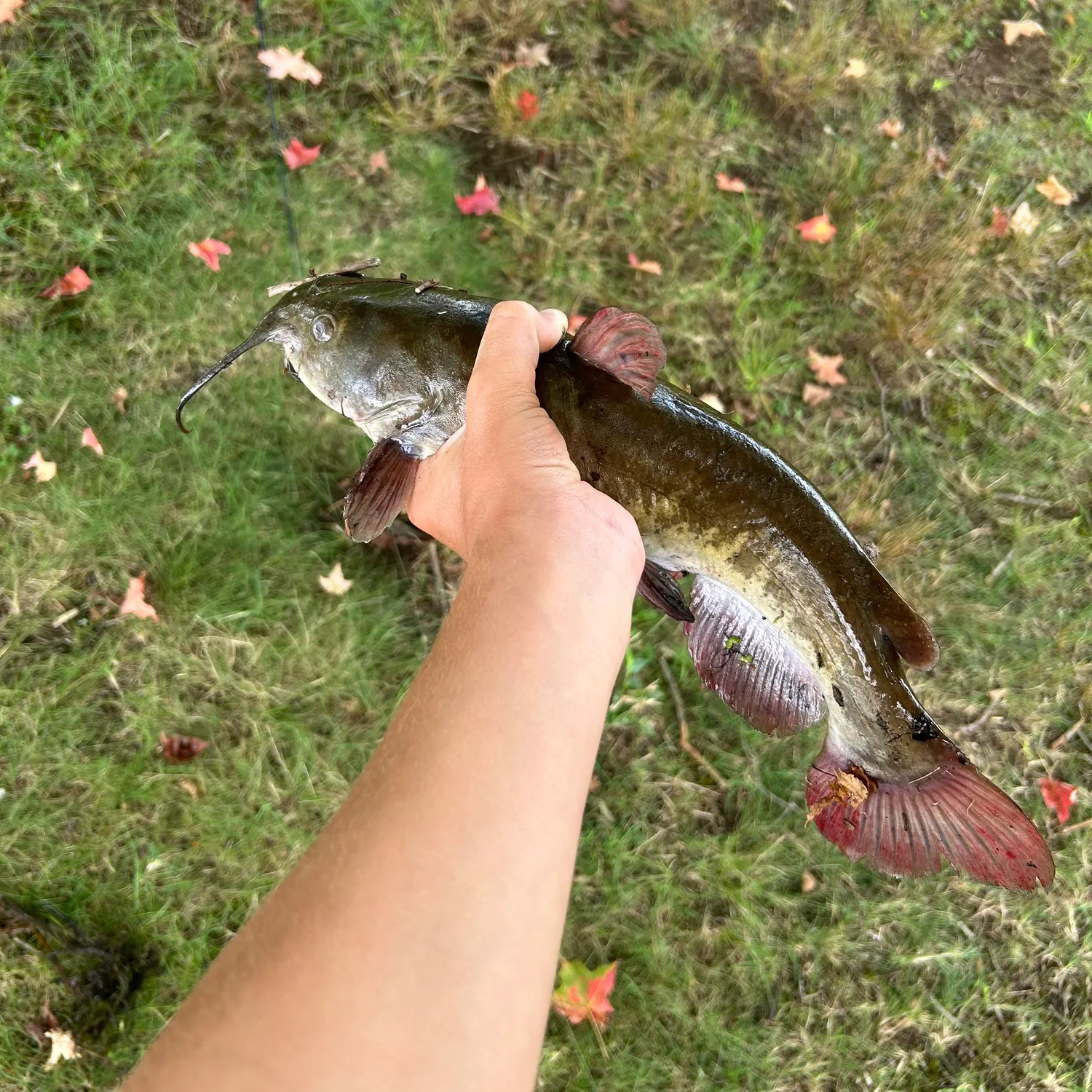 Brown bullhead caught on Fishbrain