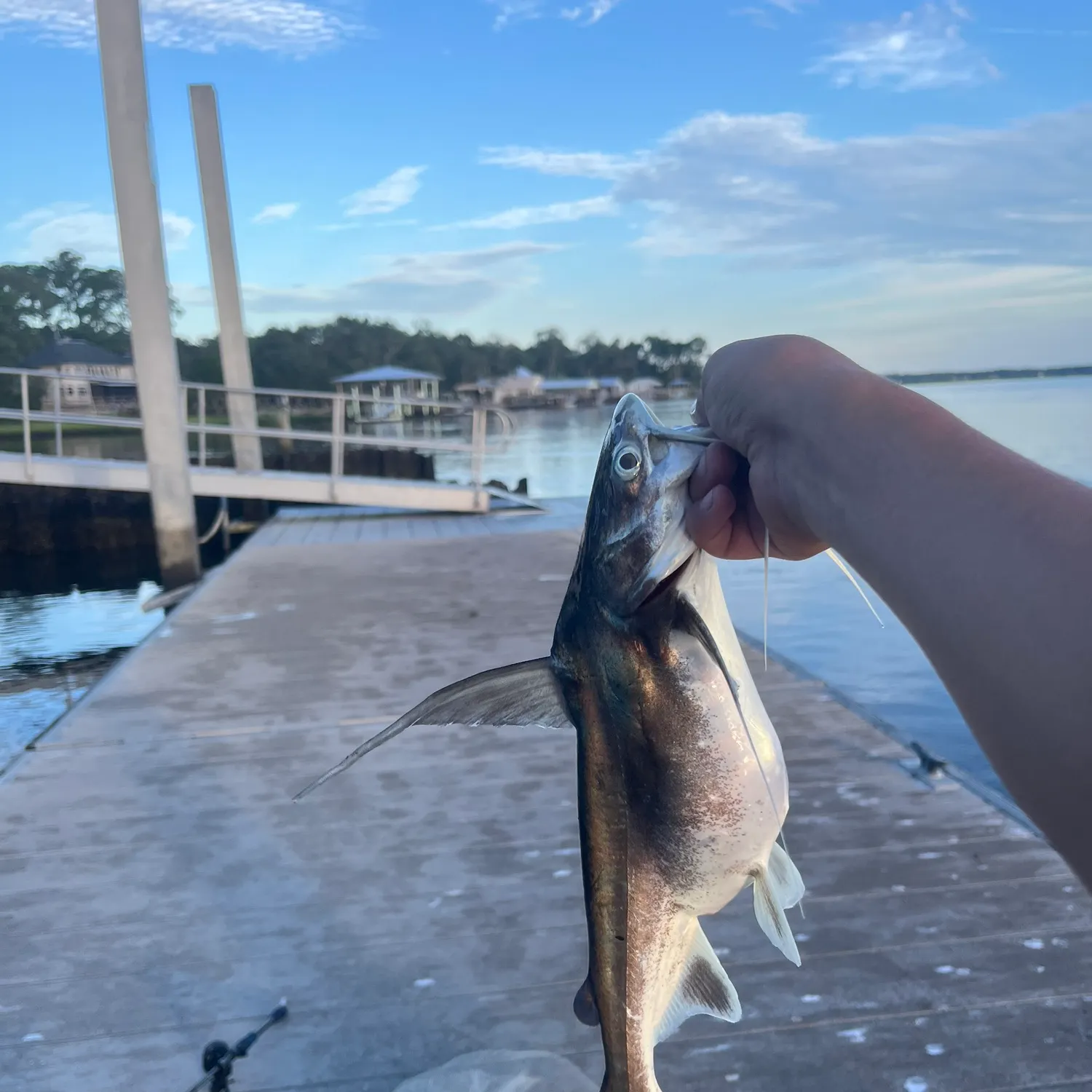 The most recent Gafftopsail sea catfish catches on Fishbrain