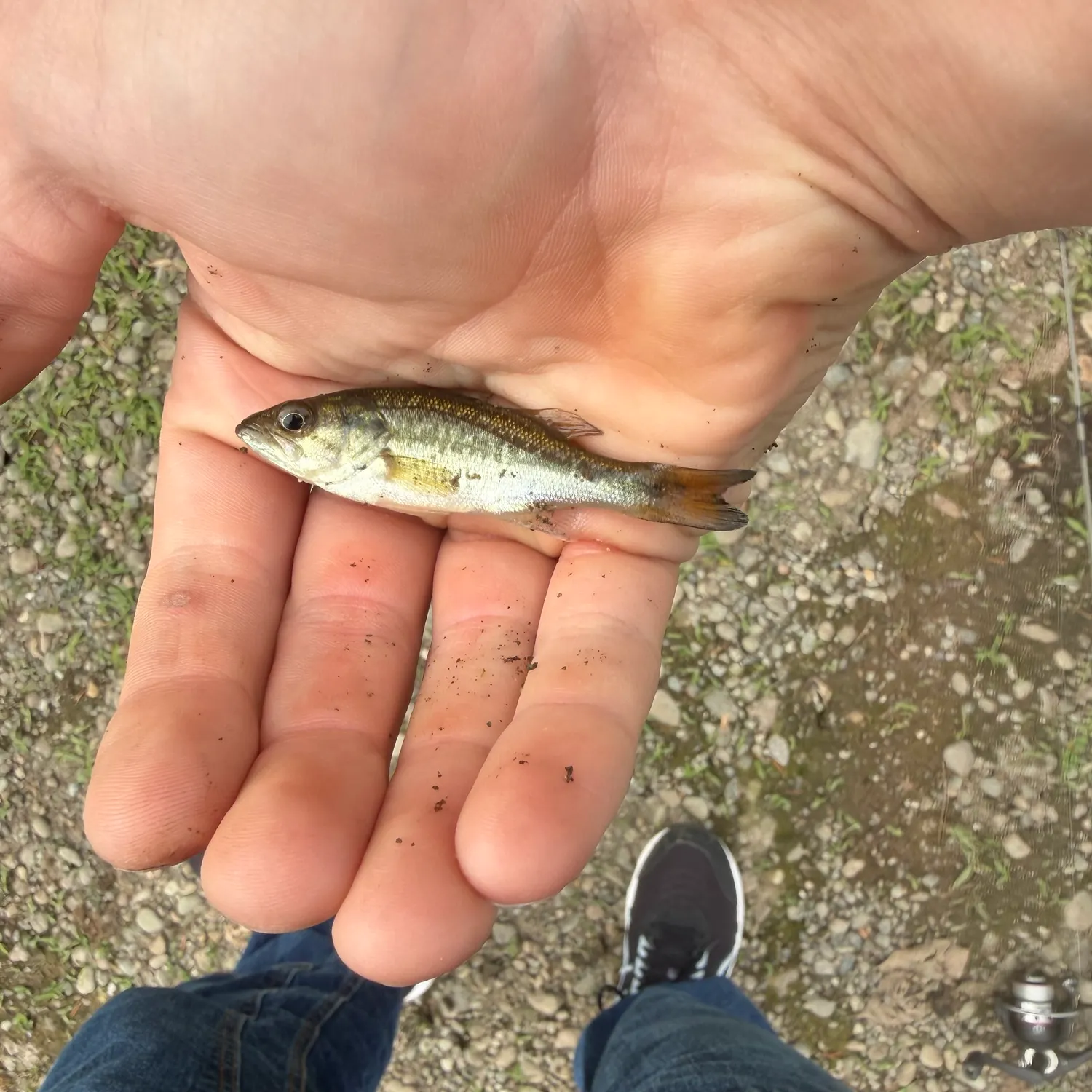 Fish caught on Fishbrain