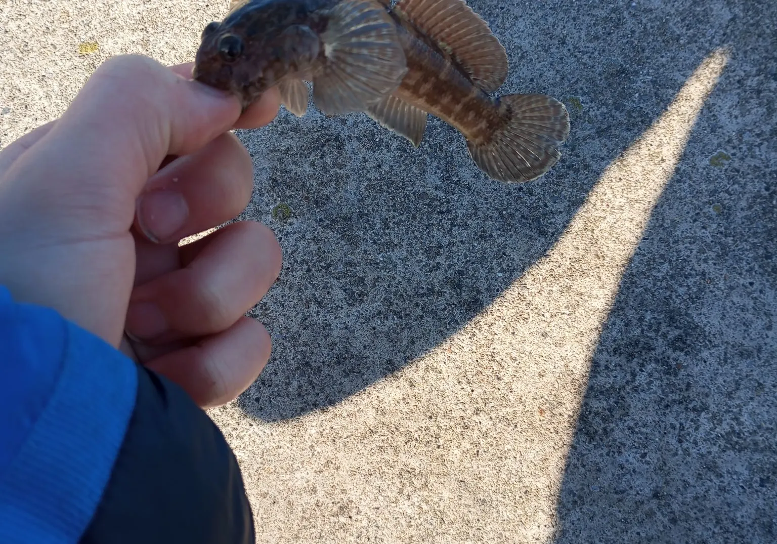 Rock goby