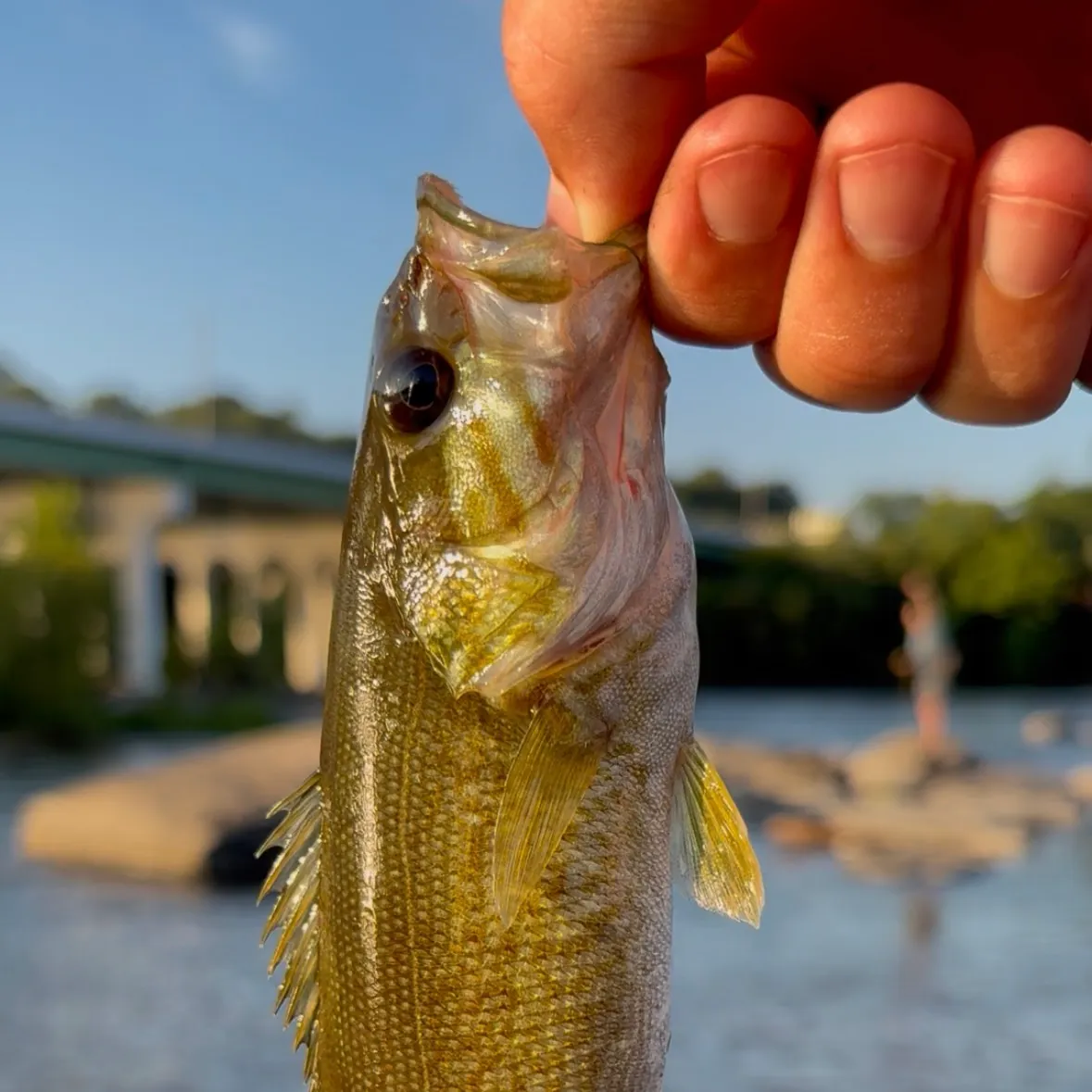 Smallmouth bass caught on Fishbrain