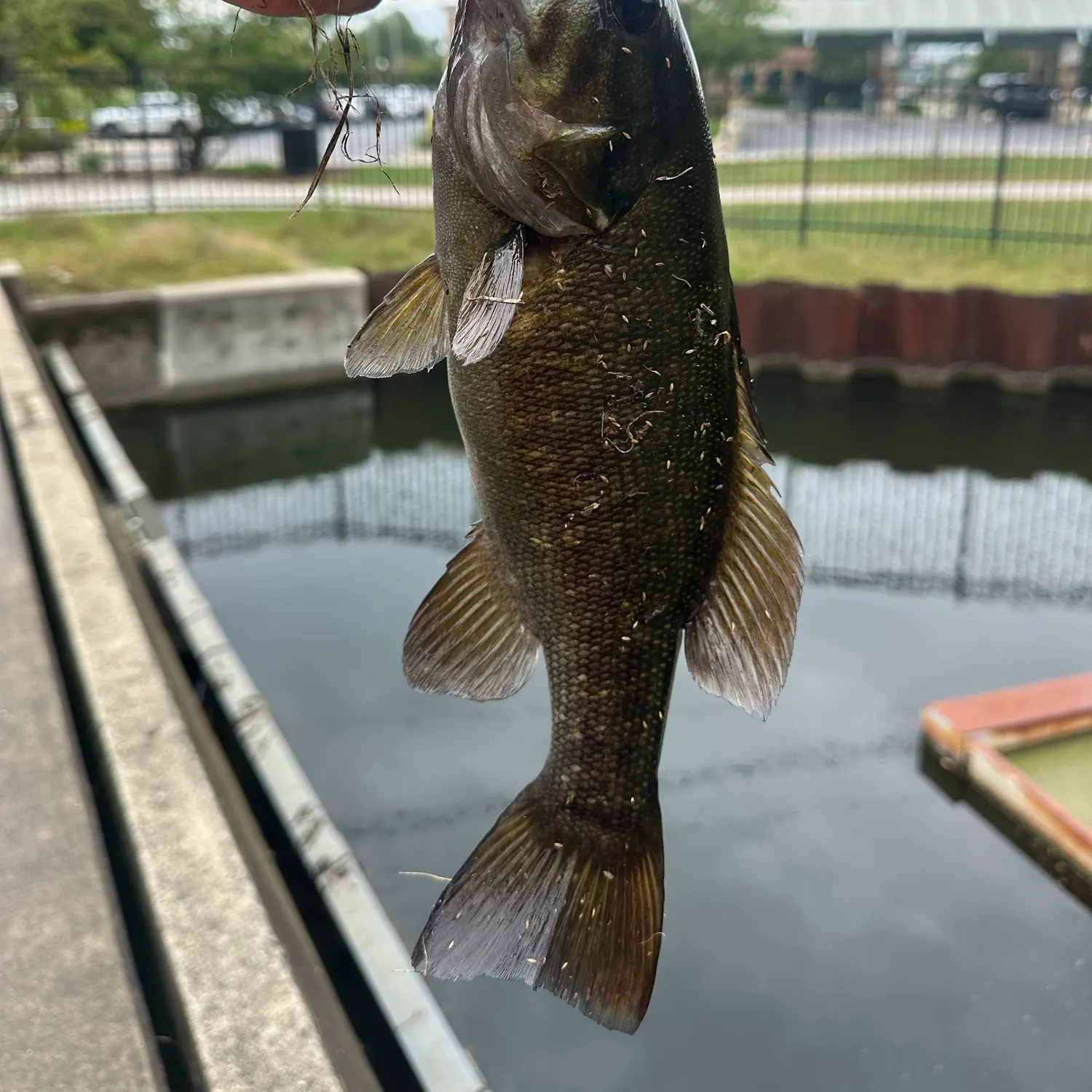 Smallmouth bass caught on Fishbrain