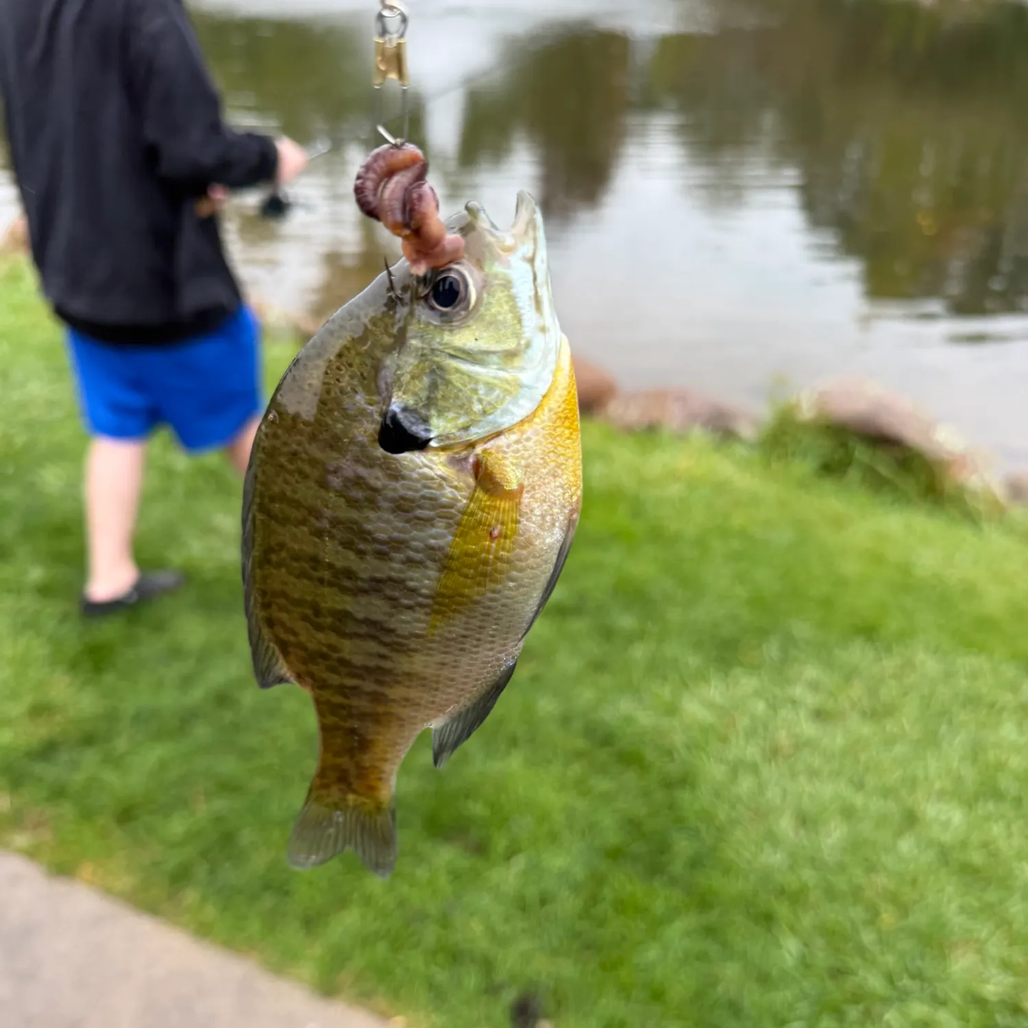 Bluegill caught on Fishbrain