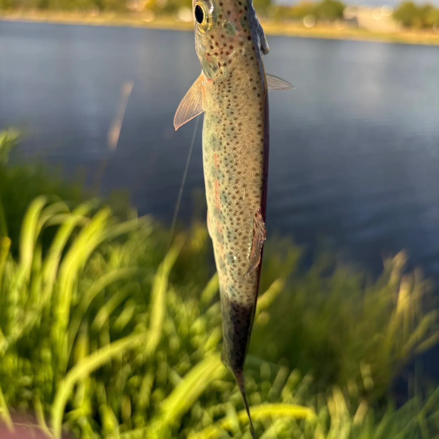 Rainbow trout caught on Fishbrain