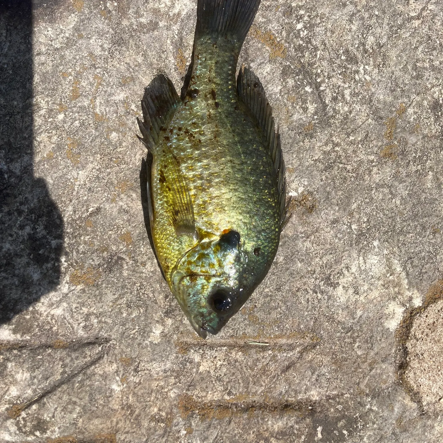 Bluegill caught on Fishbrain