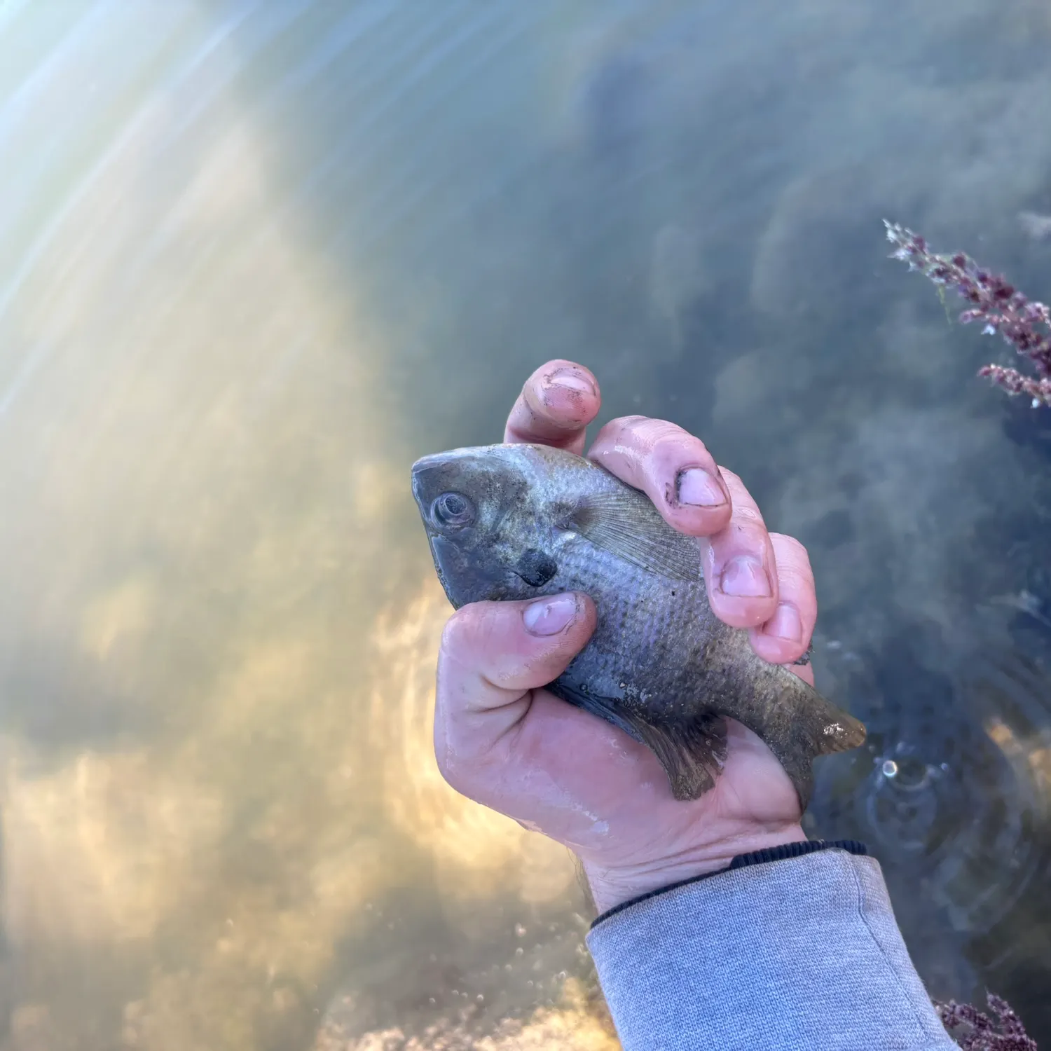 Bluegill caught on Fishbrain
