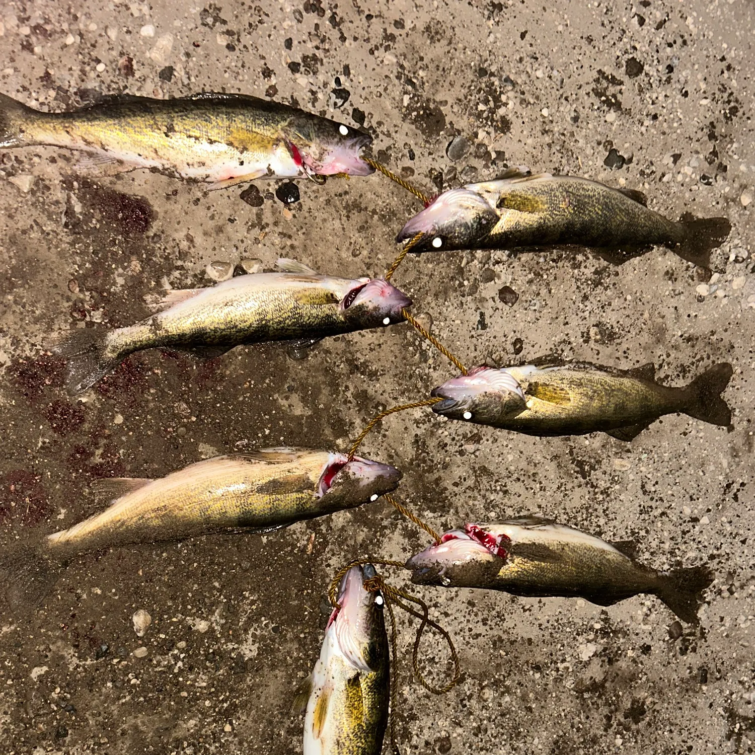 Walleye caught on Fishbrain