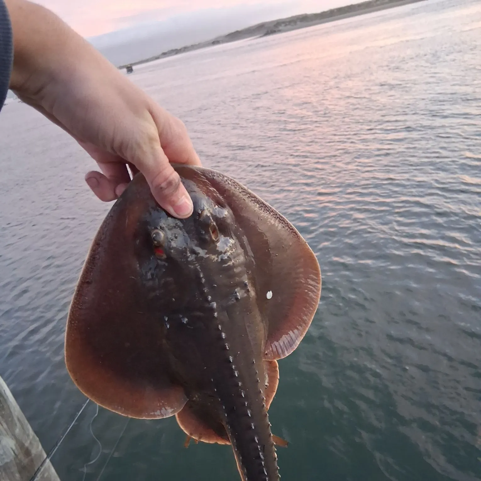 Thornback guitarfish caught on Fishbrain