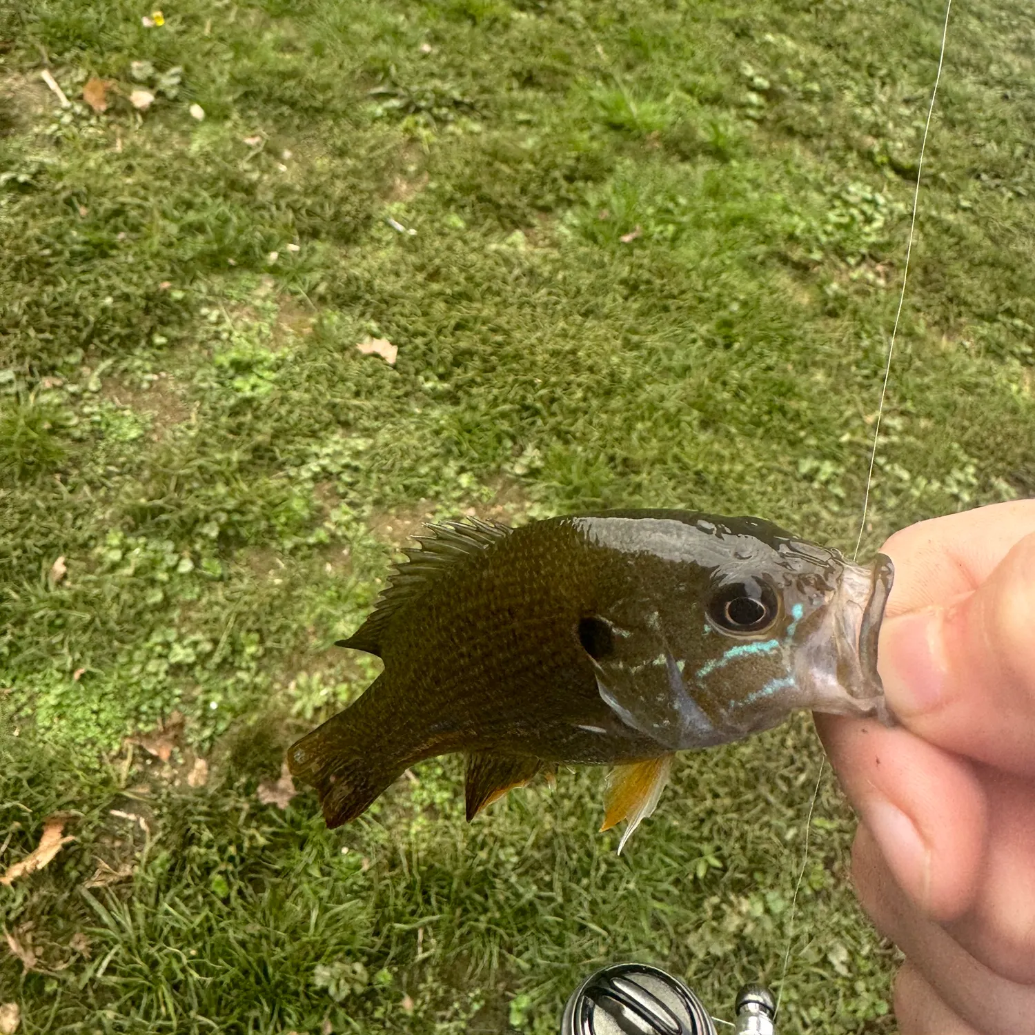 Green sunfish caught on Fishbrain